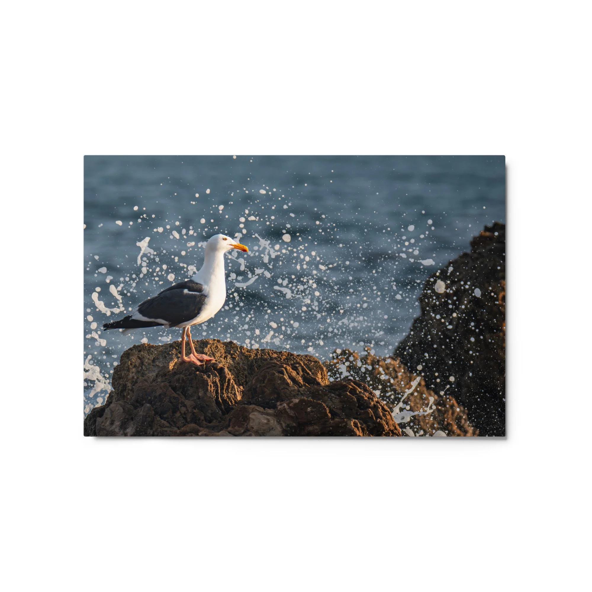 glossy-metal-print-(in)-white-20x30-front-6a043da0be618.jpg