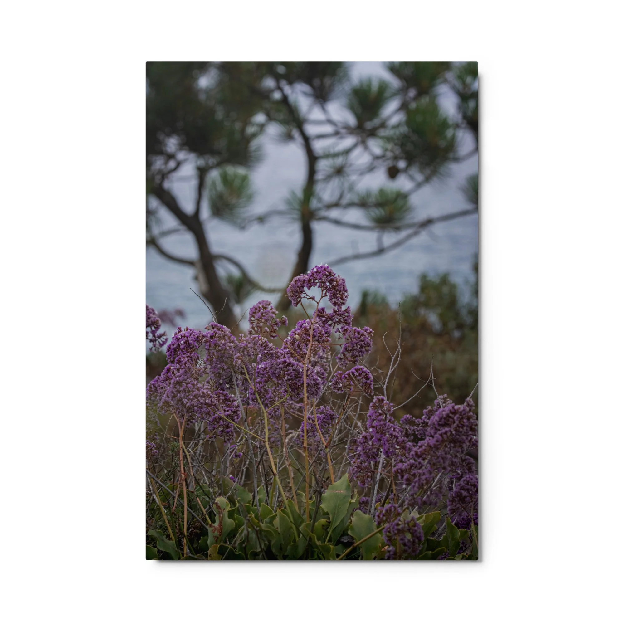glossy-metal-print-(in)-white-24x36-front-6a0ae485b71ff.jpg