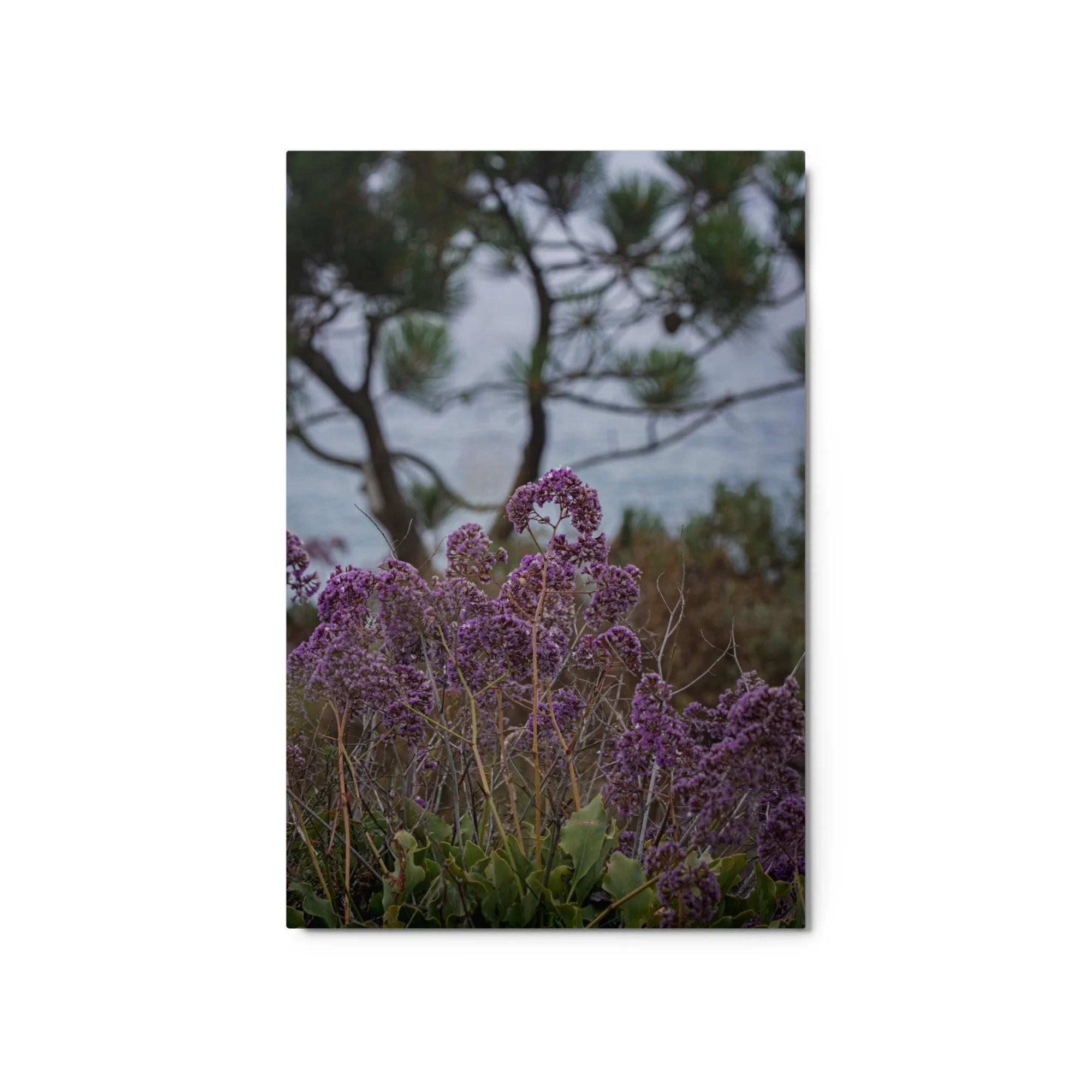 glossy-metal-print-(in)-white-20x30-front-6a0ae485b85a6.jpg