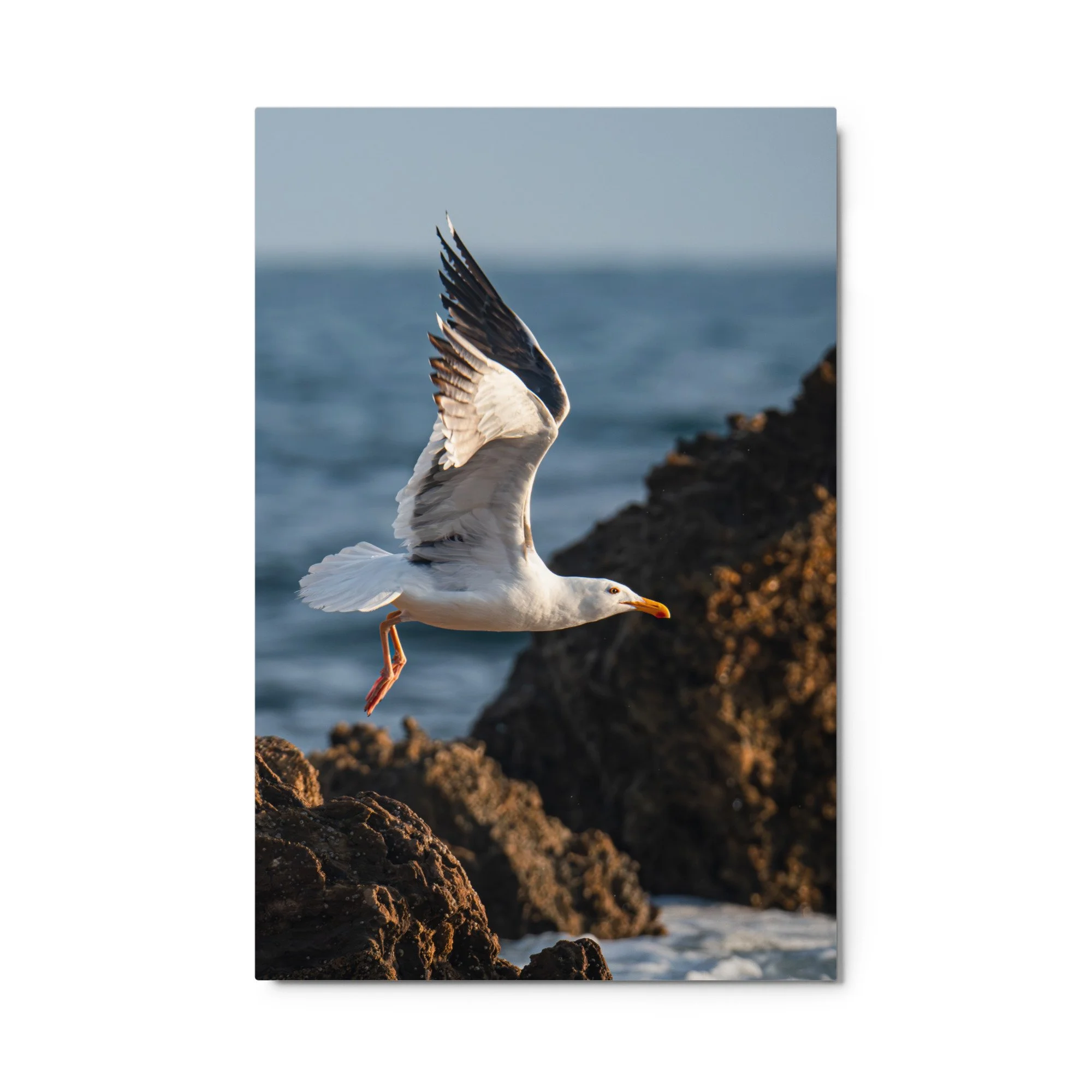 glossy-metal-print-(in)-white-24x36-front-6a17fc37843ce.jpg