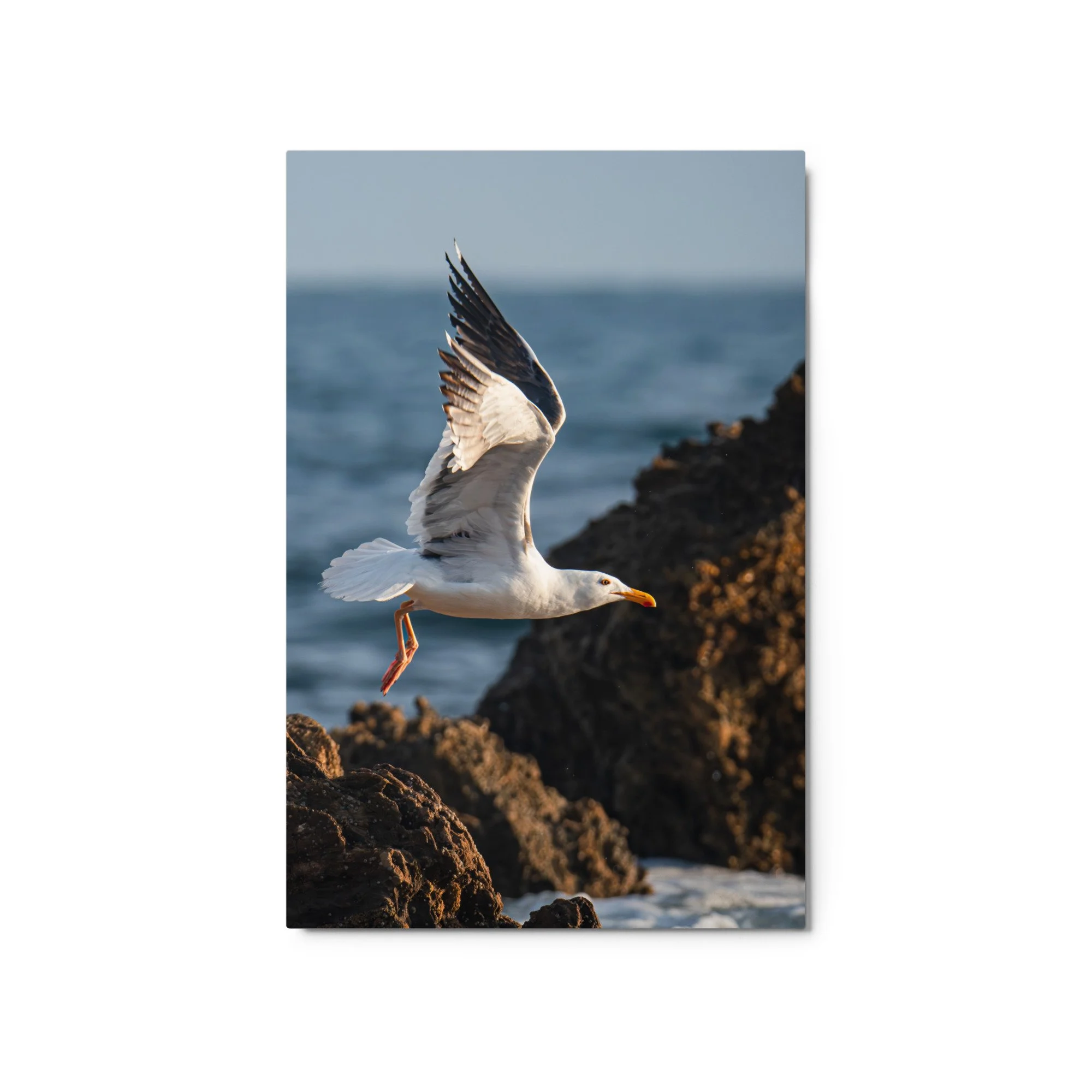 glossy-metal-print-(in)-white-20x30-front-6a17fc37849b3.jpg