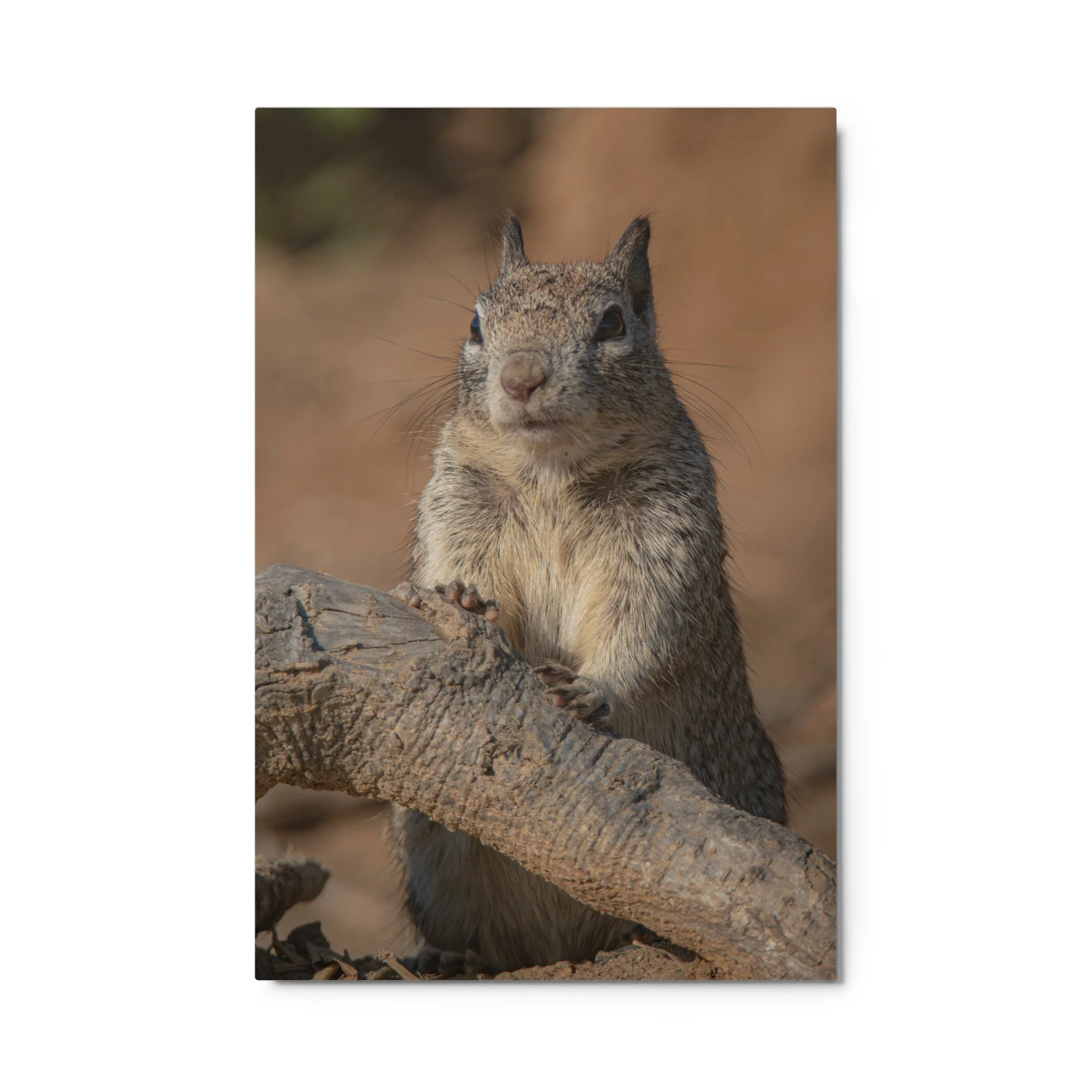 glossy-metal-print-(in)-white-24x36-front-6a19d95c2f93e.jpg