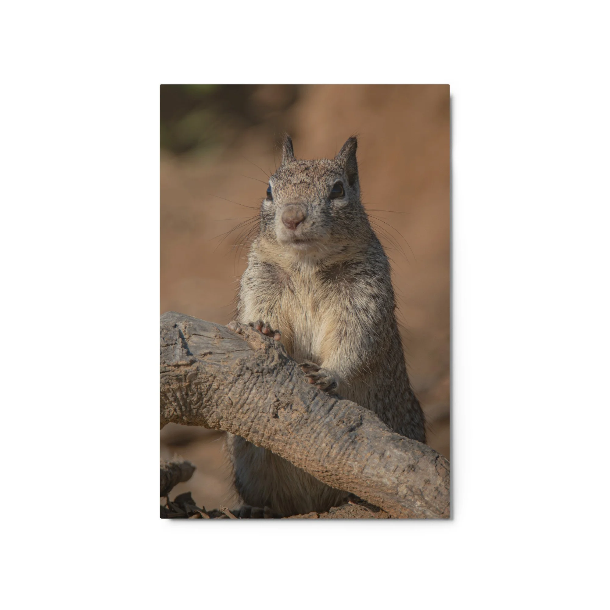 glossy-metal-print-(in)-white-20x30-front-6a19d95c31093.jpg