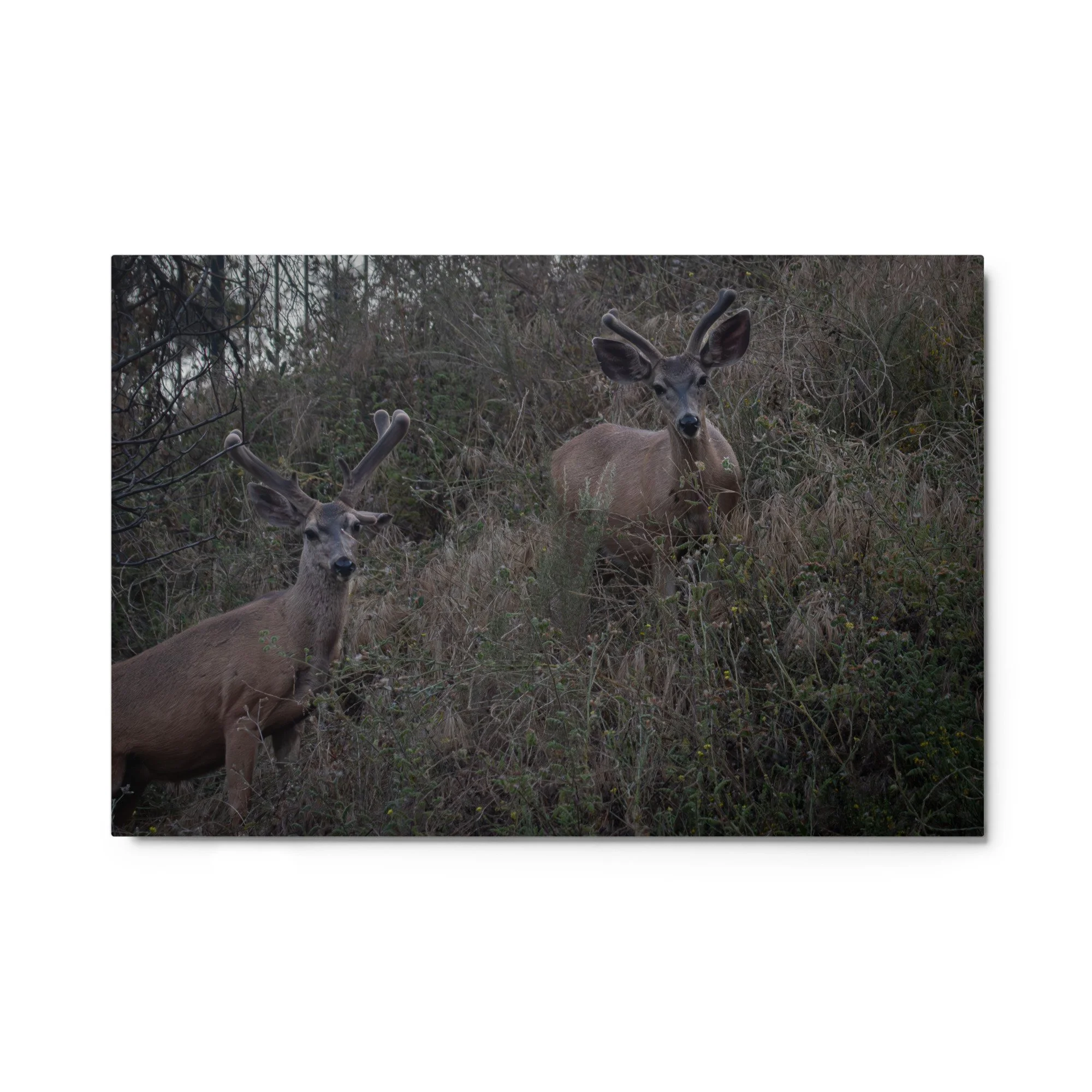 glossy-metal-print-(in)-white-24x36-front-6a2543560ad65.jpg