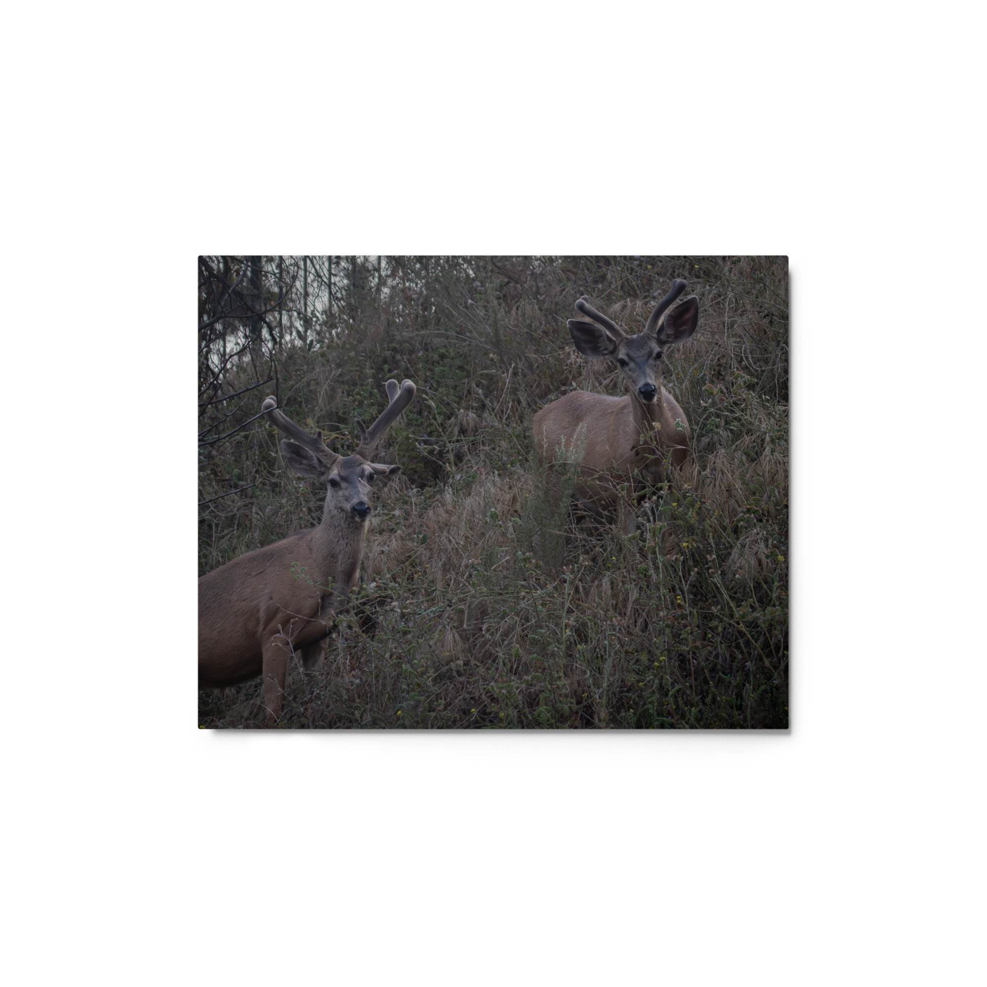 glossy-metal-print-(in)-white-8x10-front-6a2543560c01f.jpg