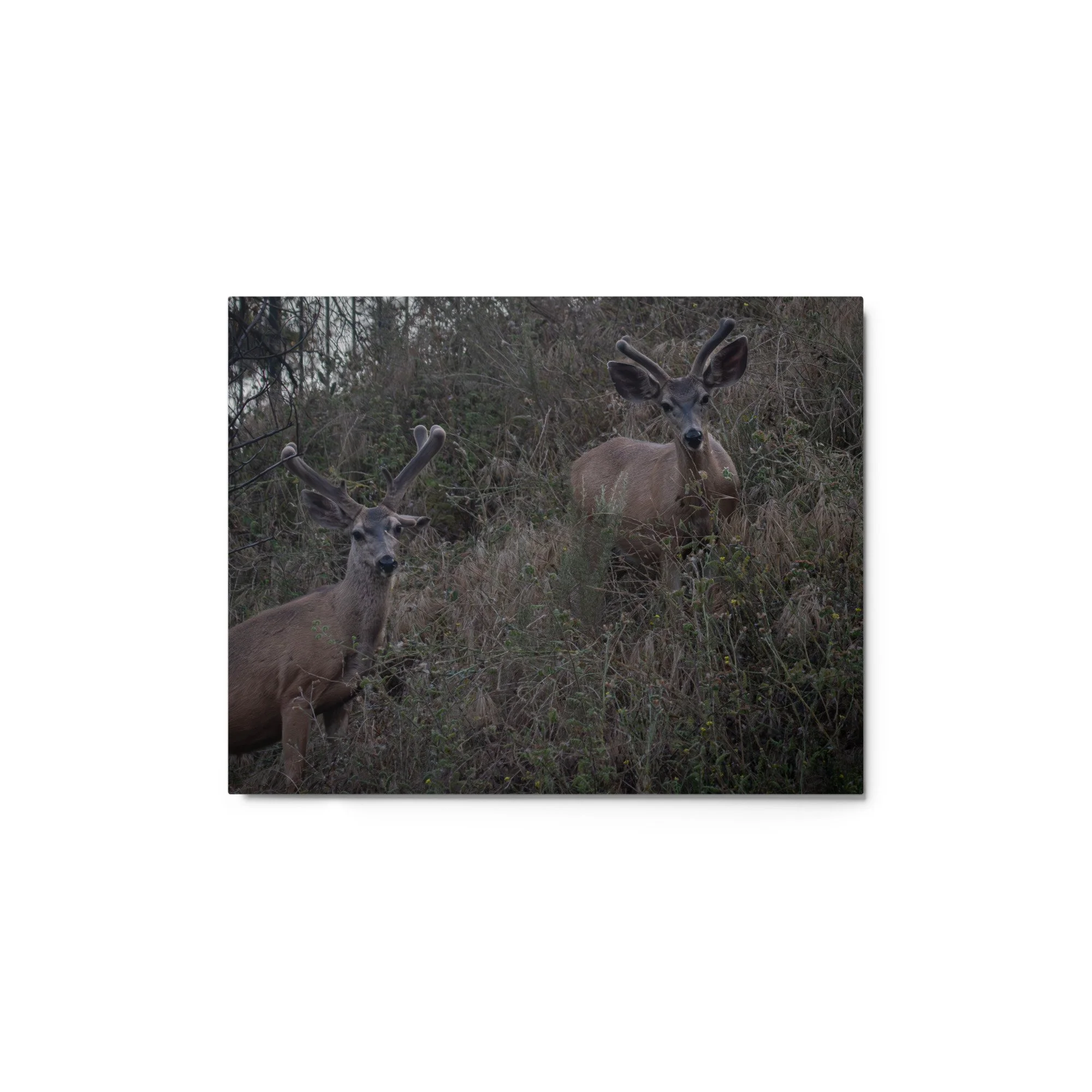 glossy-metal-print-(in)-white-11x14-front-6a2543560c0c5.jpg