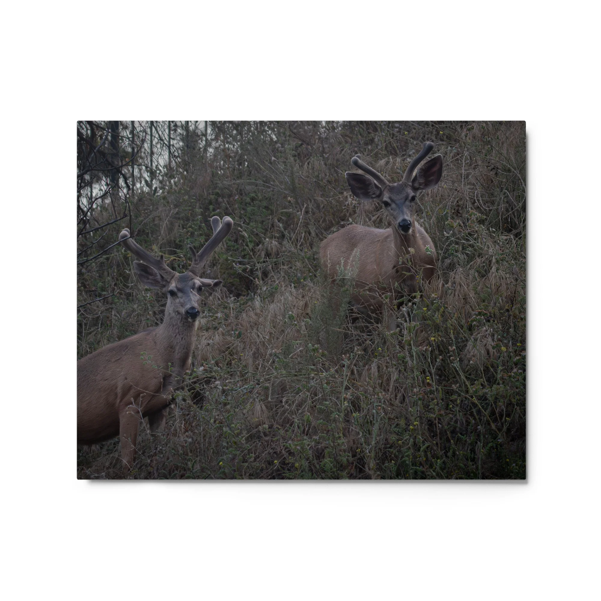 glossy-metal-print-(in)-white-16x20-front-6a2543560c134.jpg