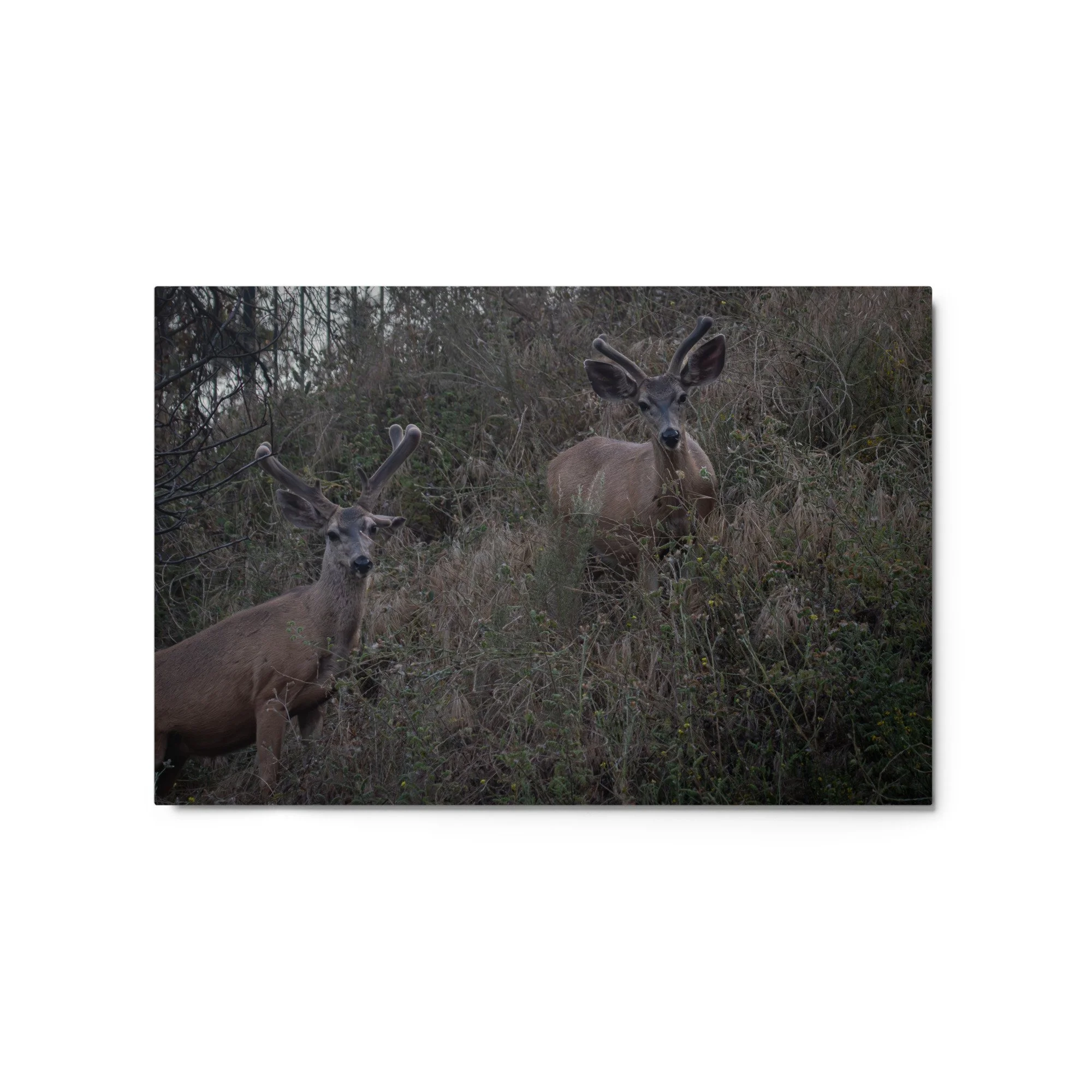 glossy-metal-print-(in)-white-20x30-front-6a2543560c19d.jpg