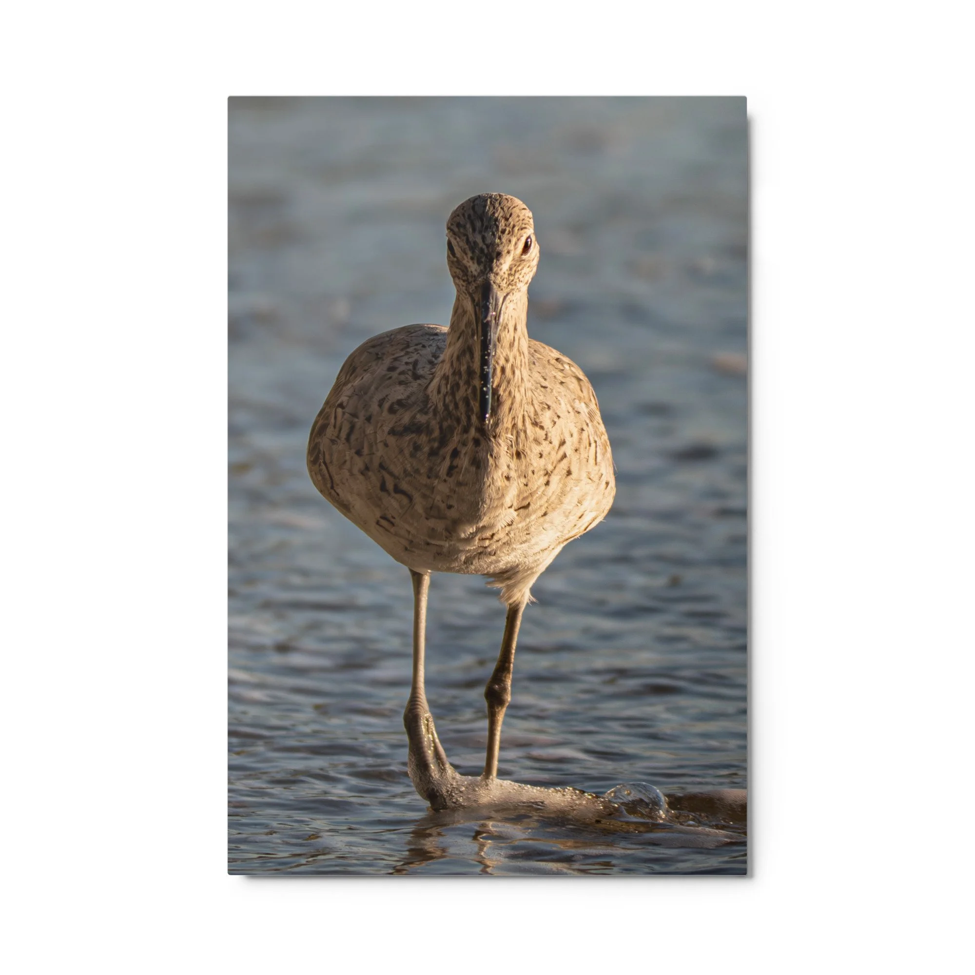 glossy-metal-print-(in)-white-24x36-front-6a2b5bb8bbb5d.jpg
