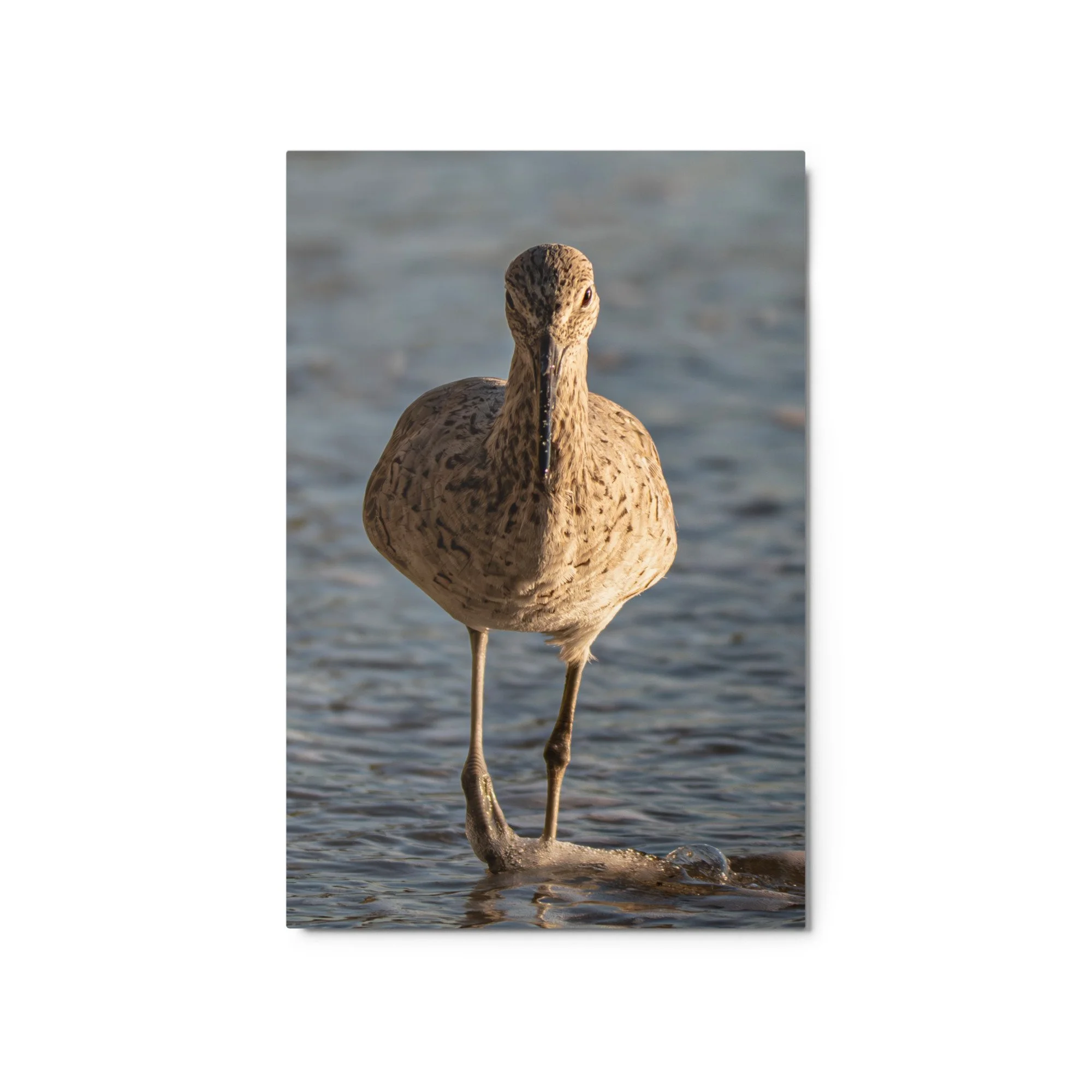 glossy-metal-print-(in)-white-20x30-front-6a2b5bb8bcdc8.jpg