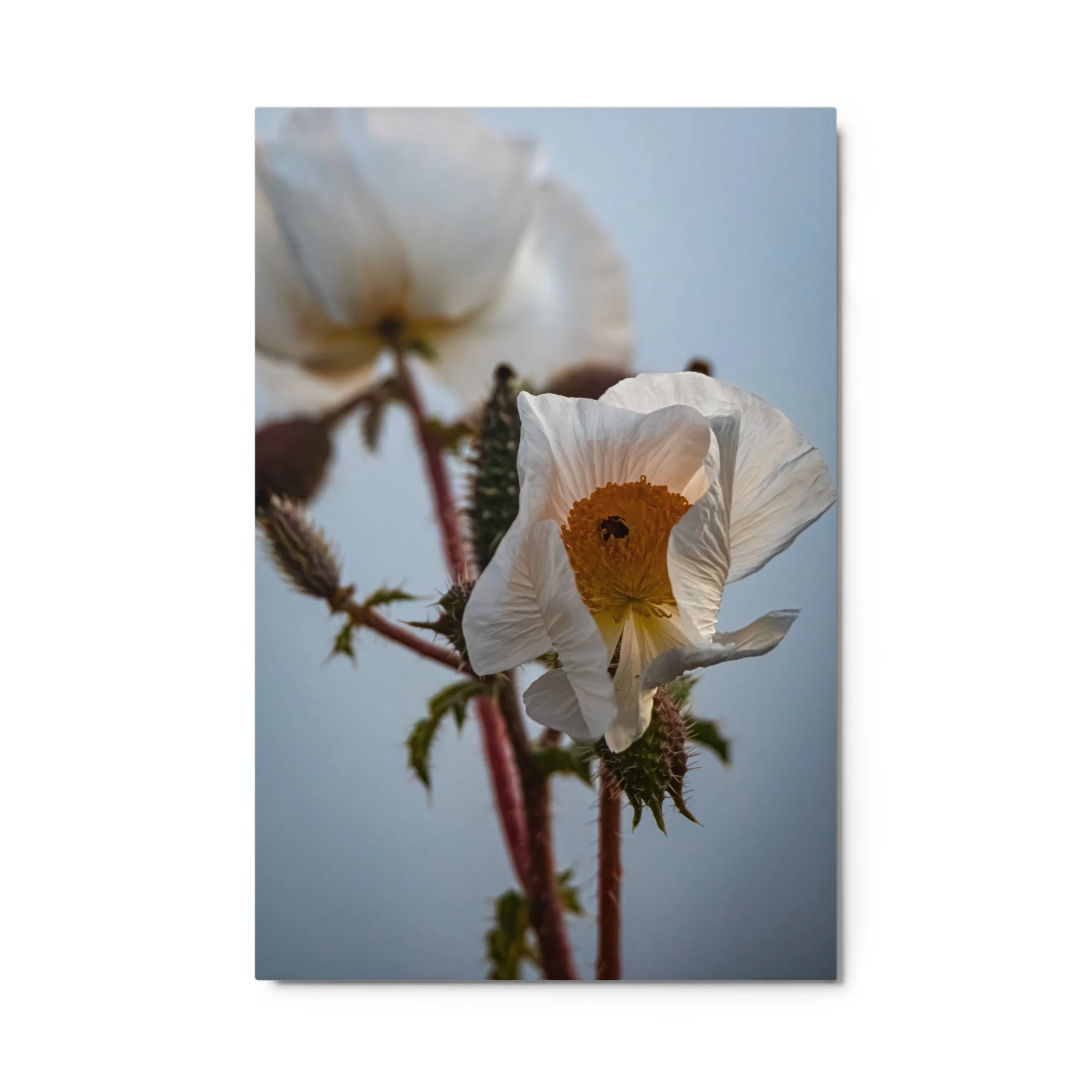 glossy-metal-print-(in)-white-24x36-front-6a4b91f1a3995.jpg