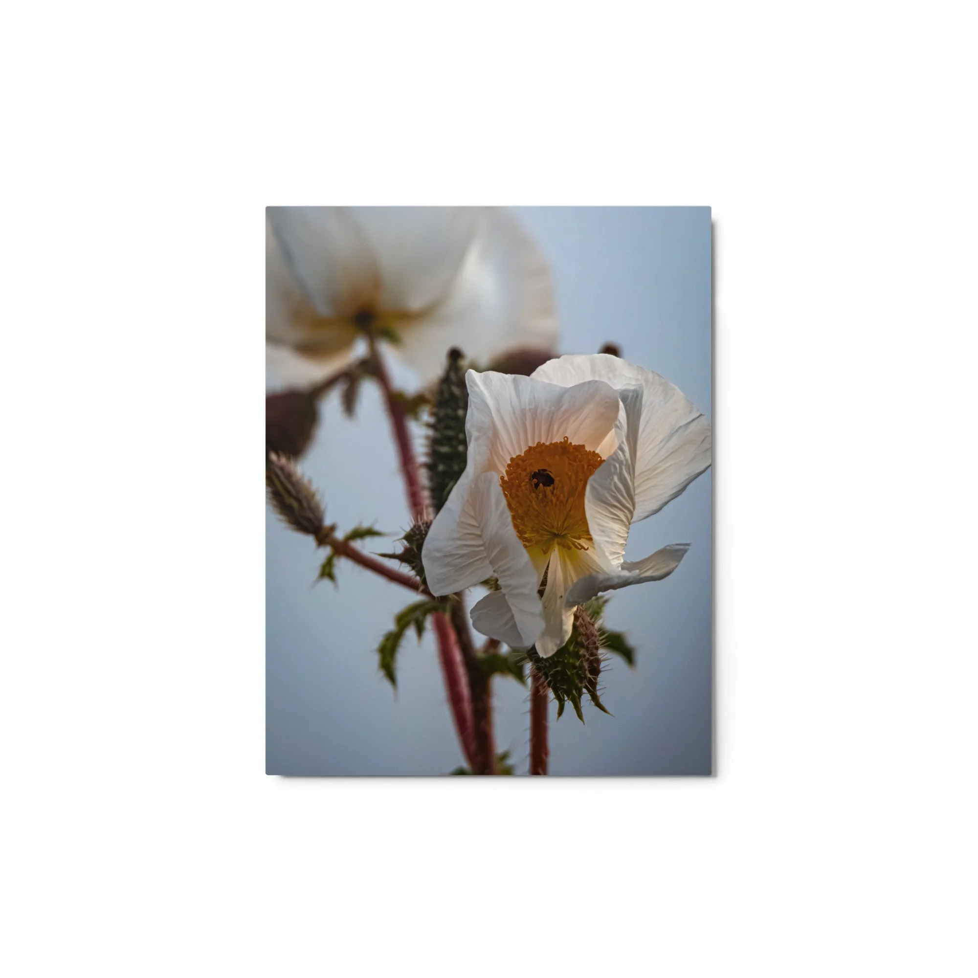 glossy-metal-print-(in)-white-11x14-front-6a4b91f1a46cc.jpg