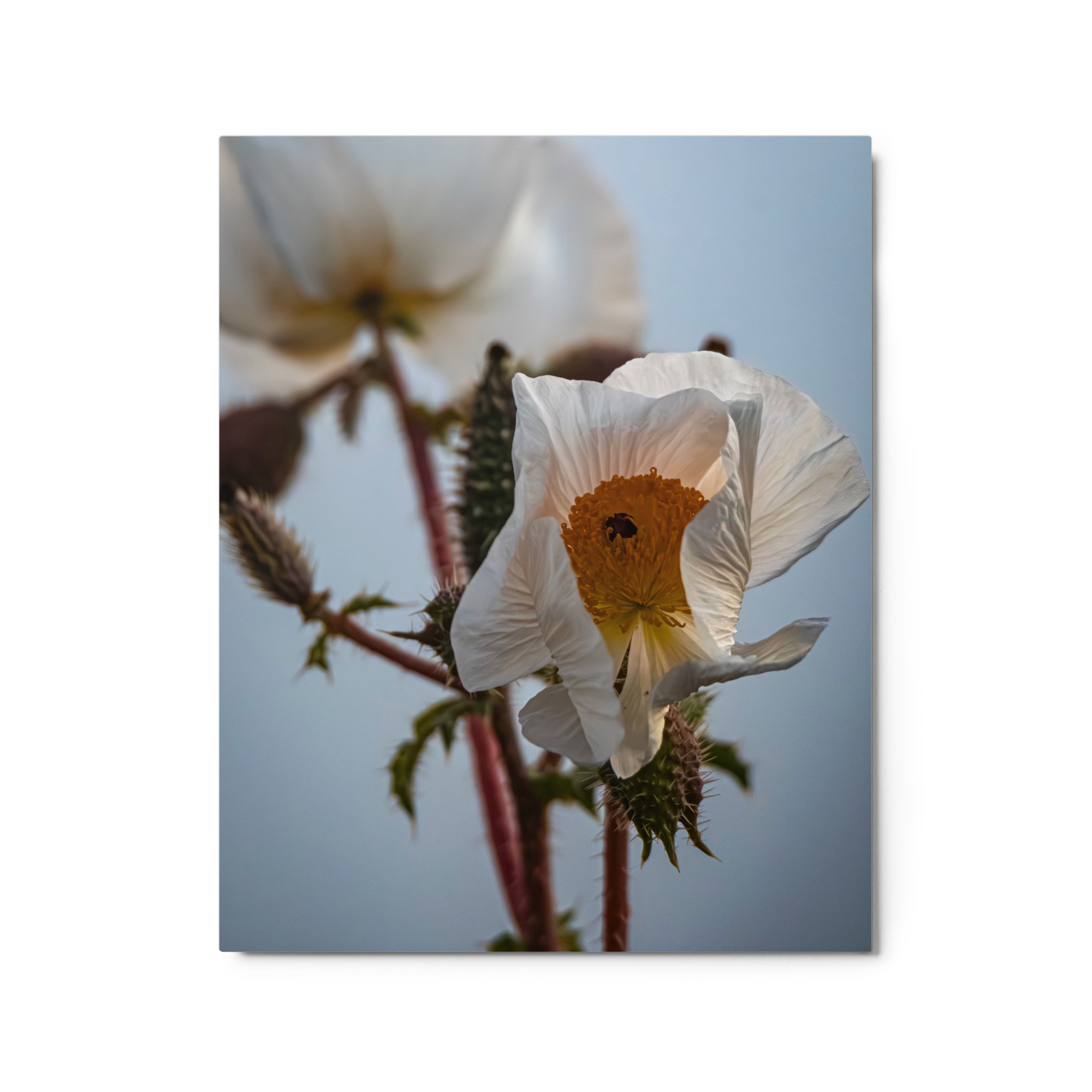 glossy-metal-print-(in)-white-16x20-front-6a4b91f1a473e.jpg