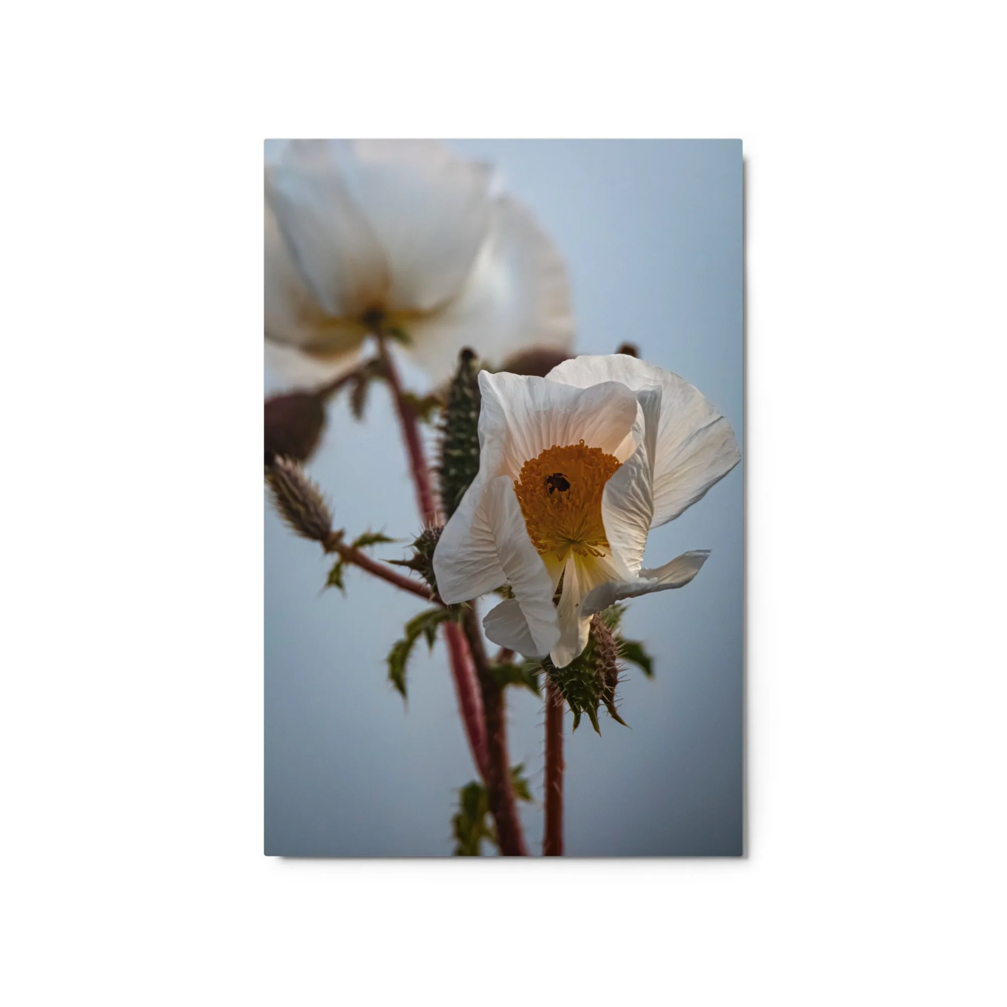 glossy-metal-print-(in)-white-20x30-front-6a4b91f1a4783.jpg