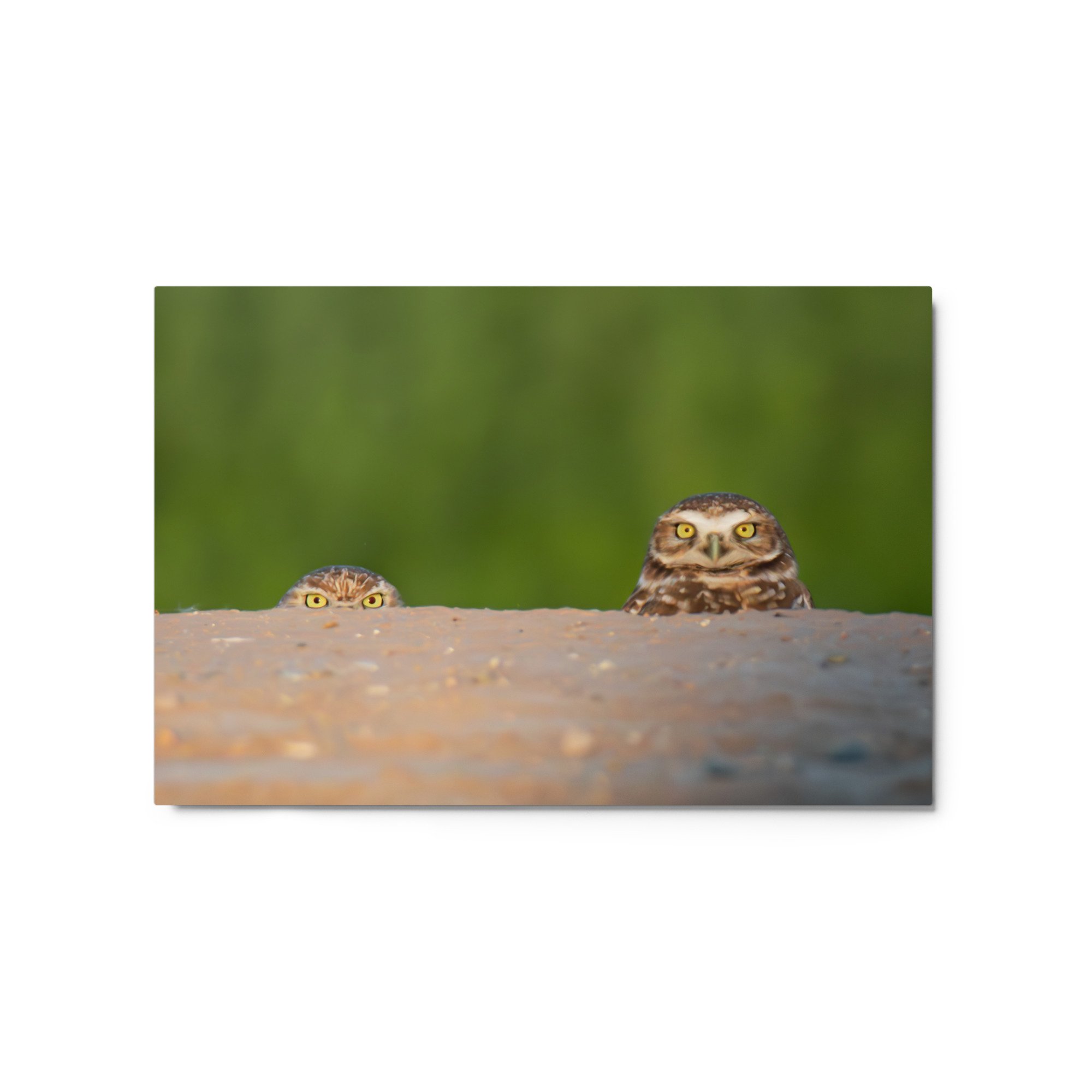 glossy-metal-print-(in)-white-20x30-front-6a55fbbc59c9d.jpg