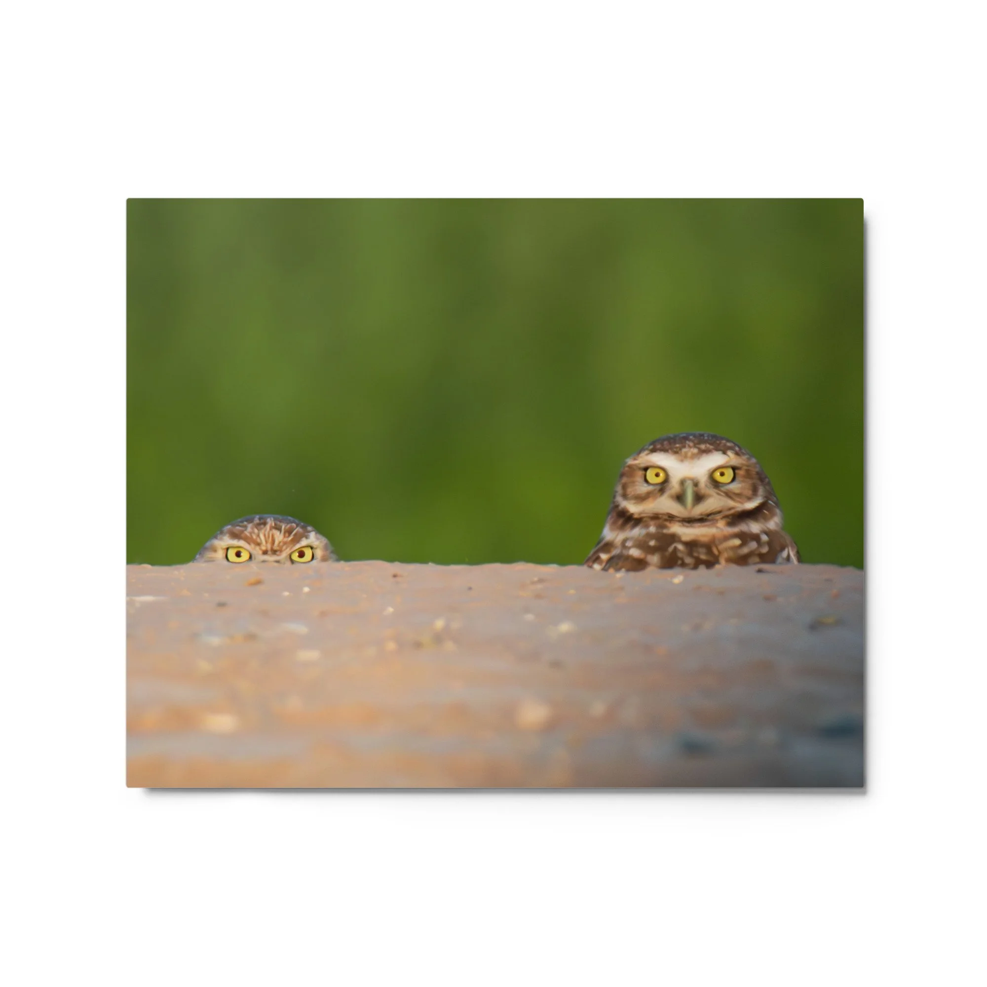 glossy-metal-print-(in)-white-16x20-front-6a55fbbc5ae30.jpg