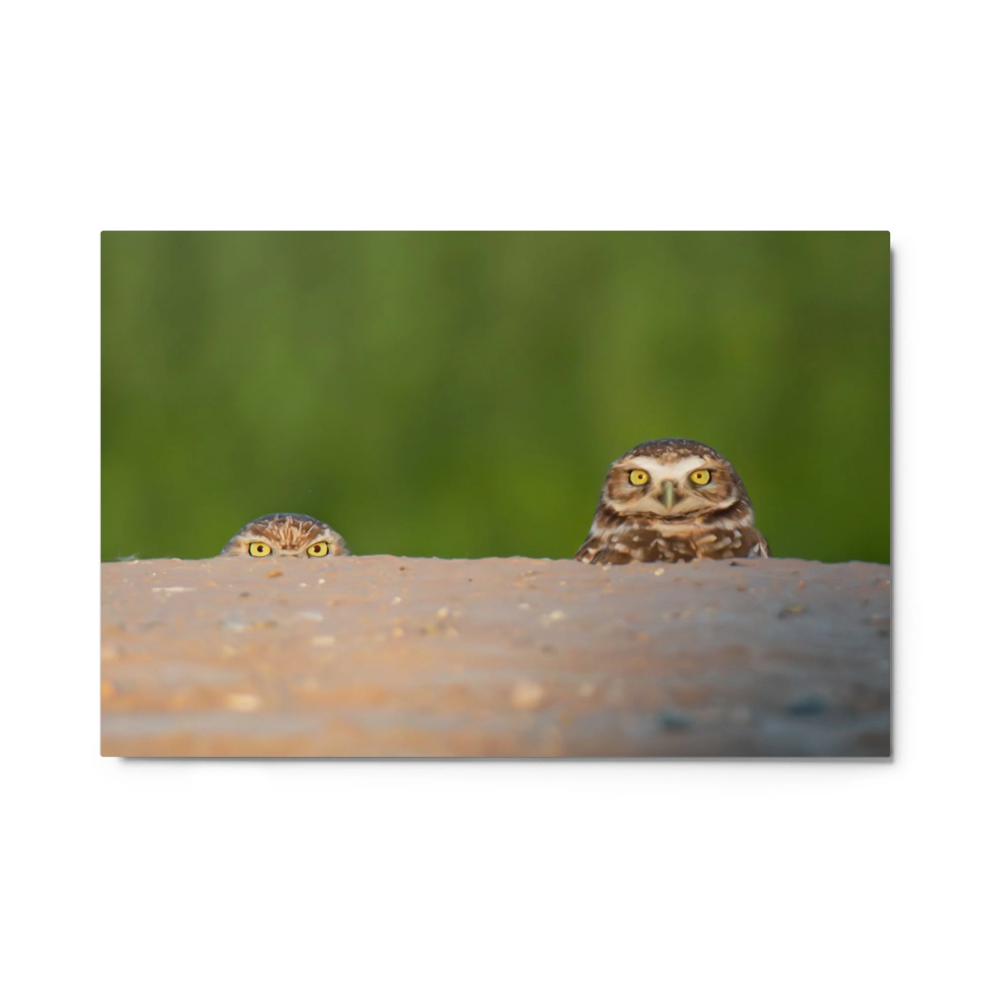 glossy-metal-print-(in)-white-24x36-front-6a55fbbc5ae7a.jpg