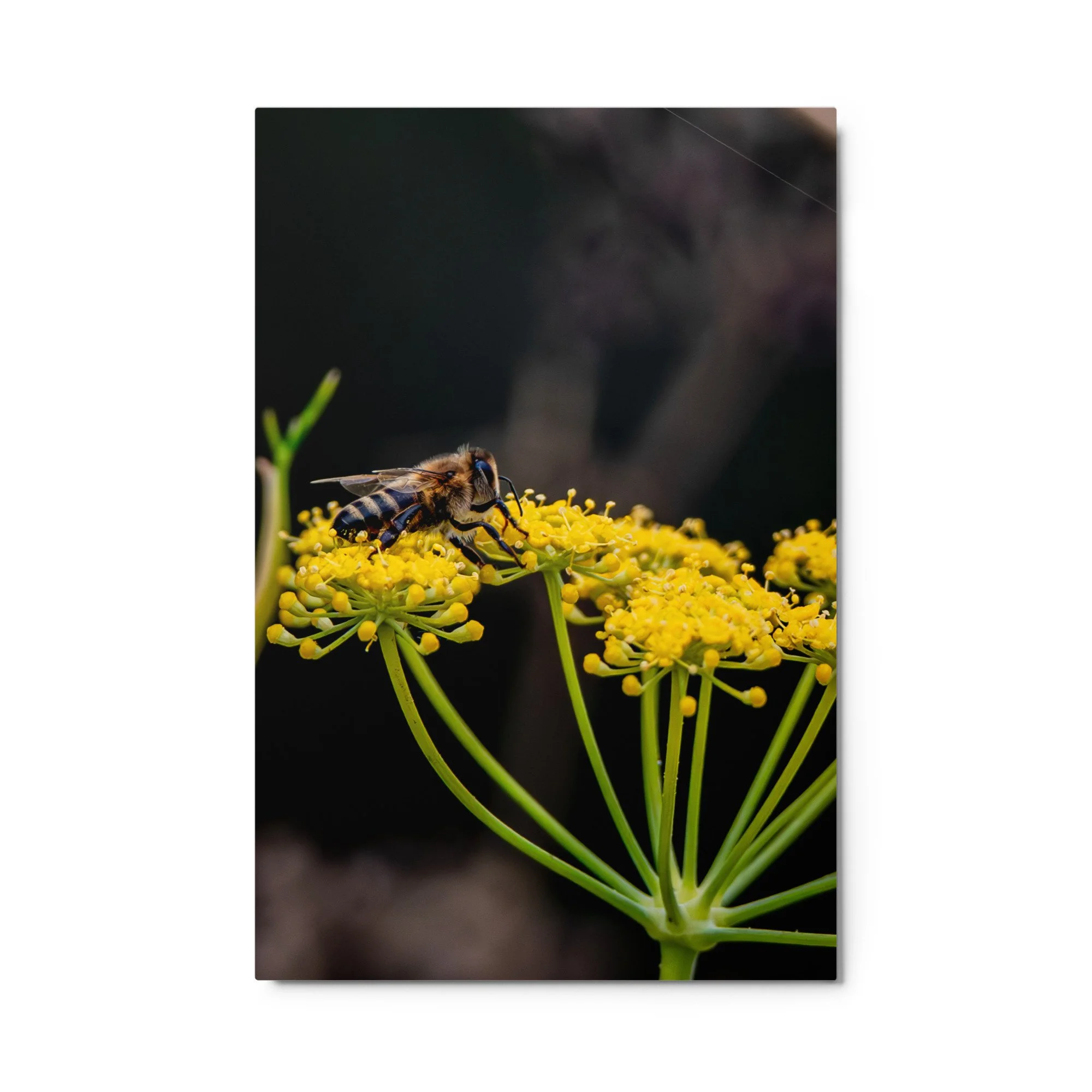 glossy-metal-print-(in)-white-24x36-front-6a76d4e13bb98.jpg