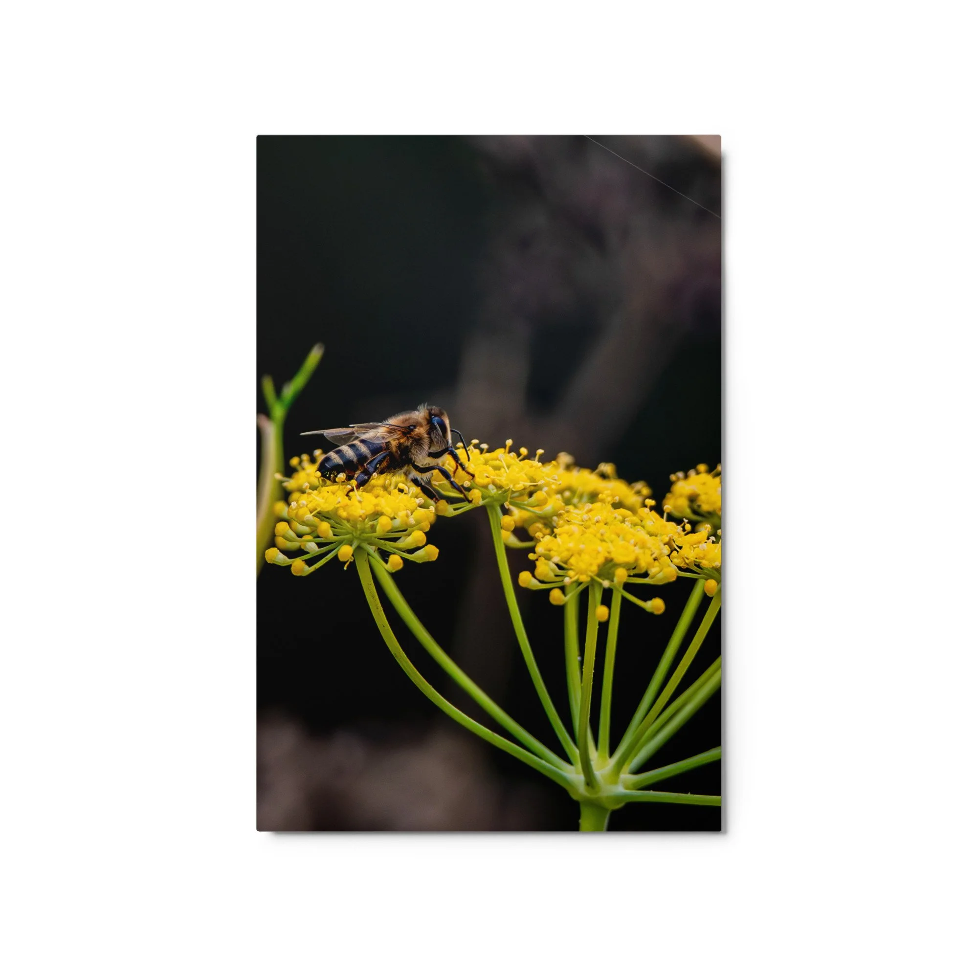 glossy-metal-print-(in)-white-20x30-front-6a76d4e13c9d3.jpg