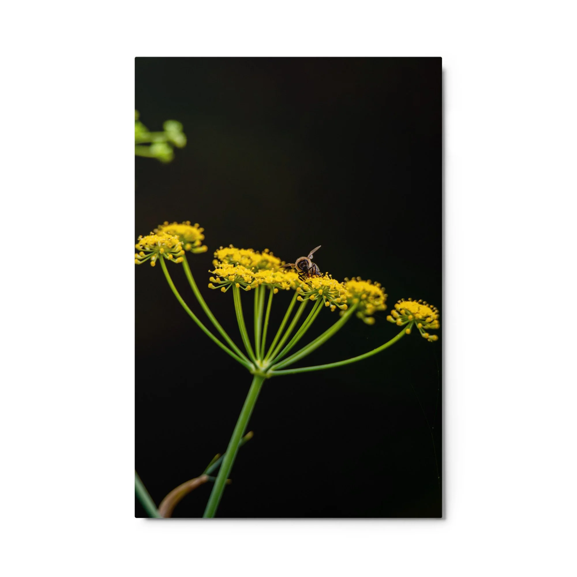 glossy-metal-print-(in)-white-24x36-front-6a76d5af477cb.jpg