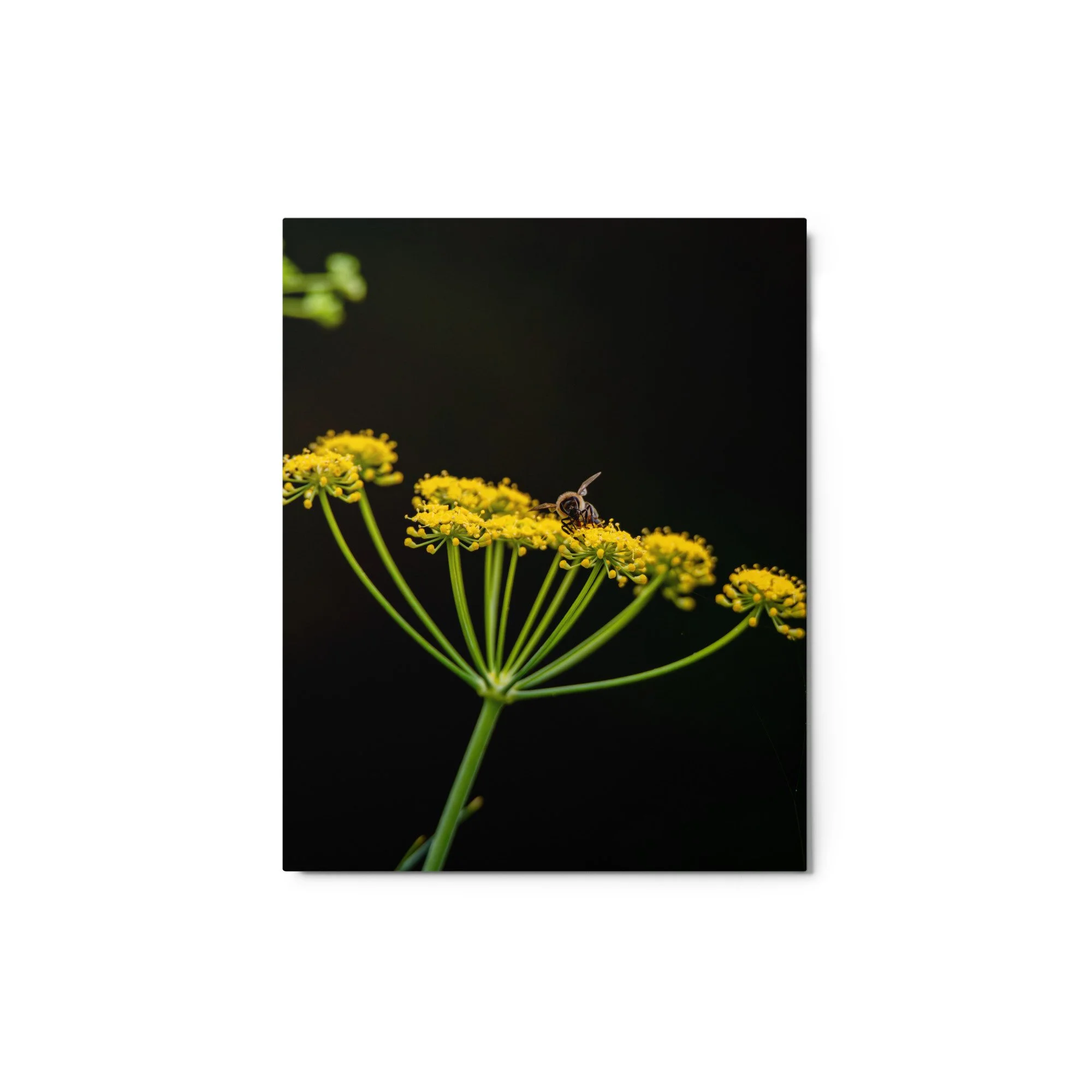glossy-metal-print-(in)-white-8x10-front-6a76d5af48085.jpg