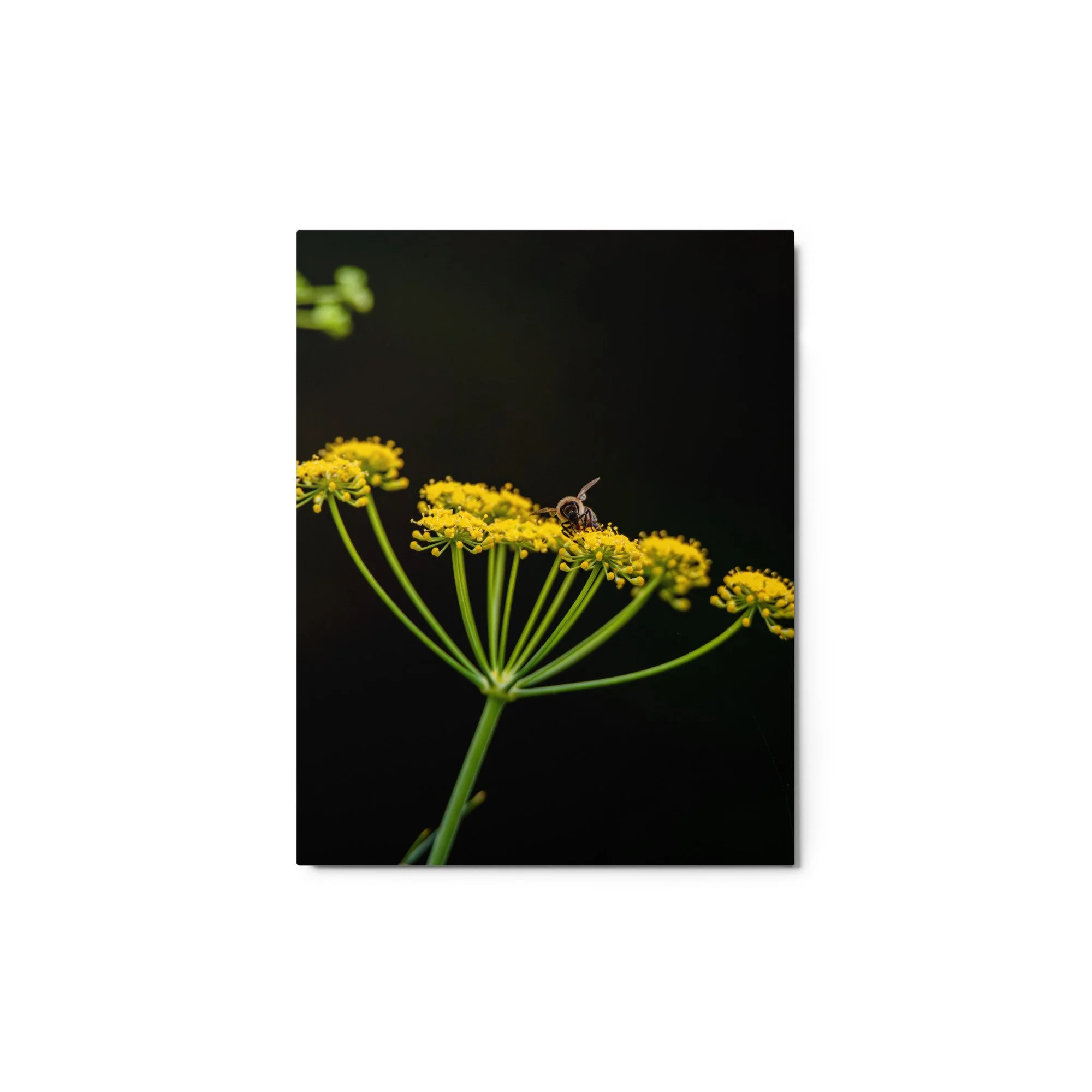 glossy-metal-print-(in)-white-11x14-front-6a76d5af480cd.jpg