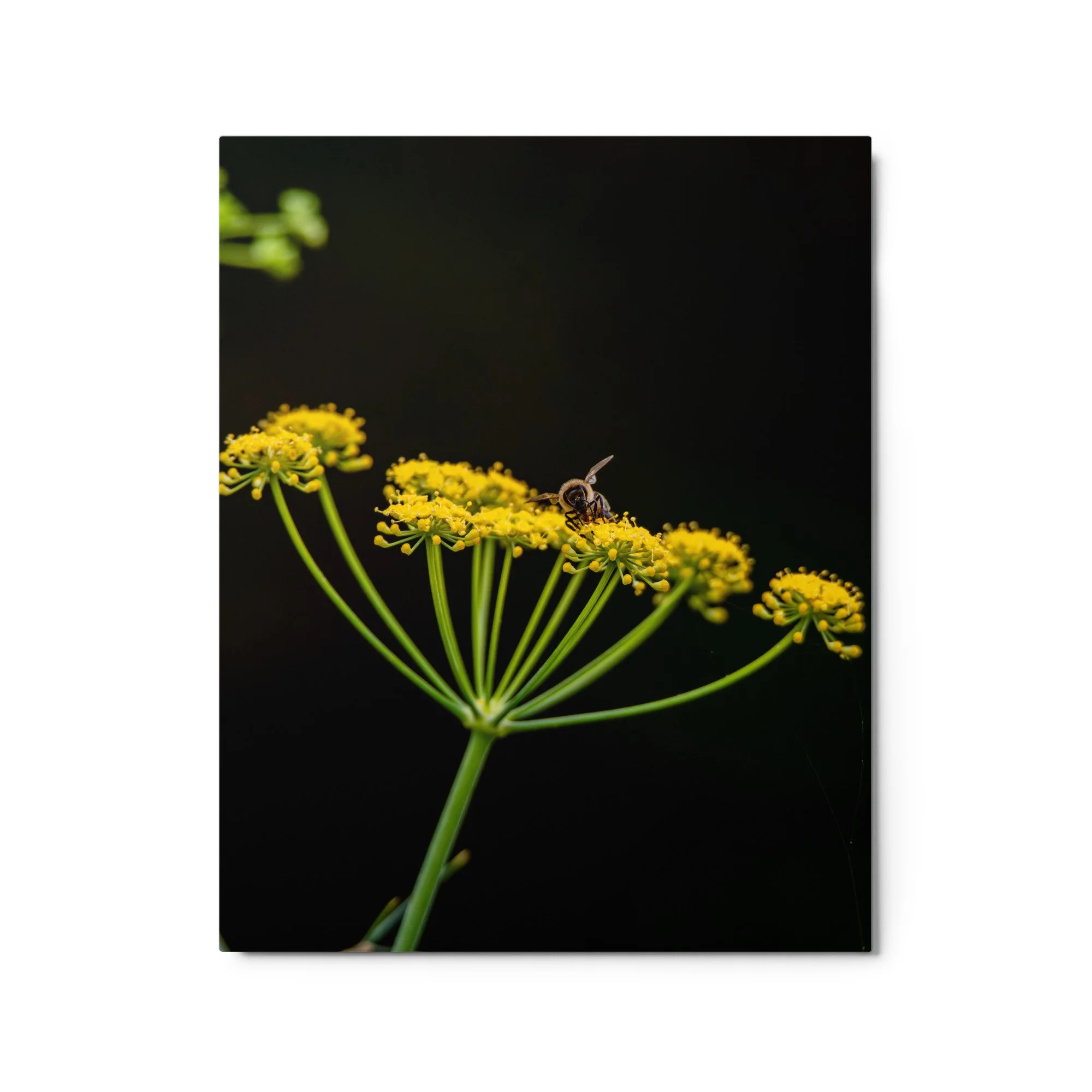 glossy-metal-print-(in)-white-16x20-front-6a76d5af480ff.jpg