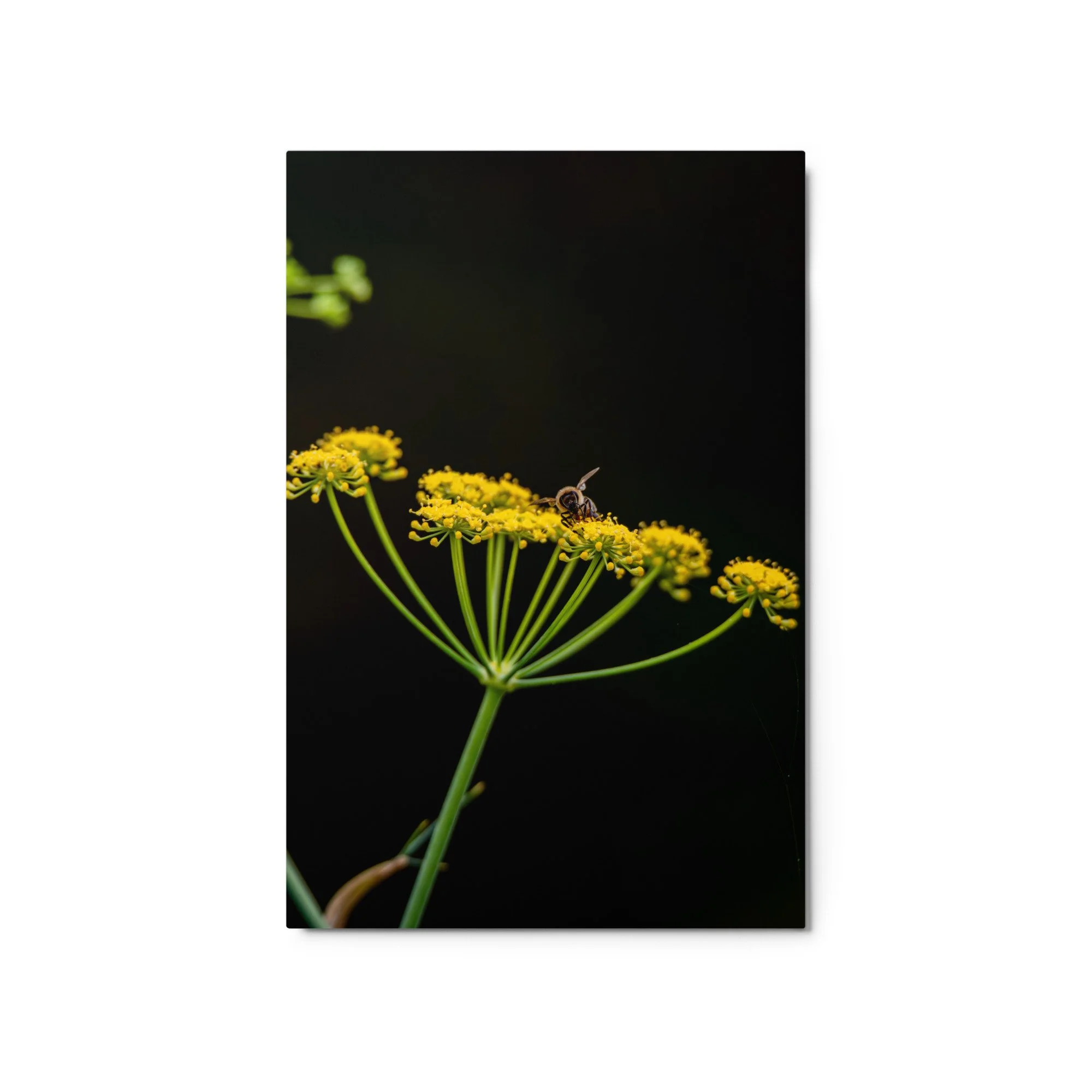 glossy-metal-print-(in)-white-20x30-front-6a76d5af4812d.jpg