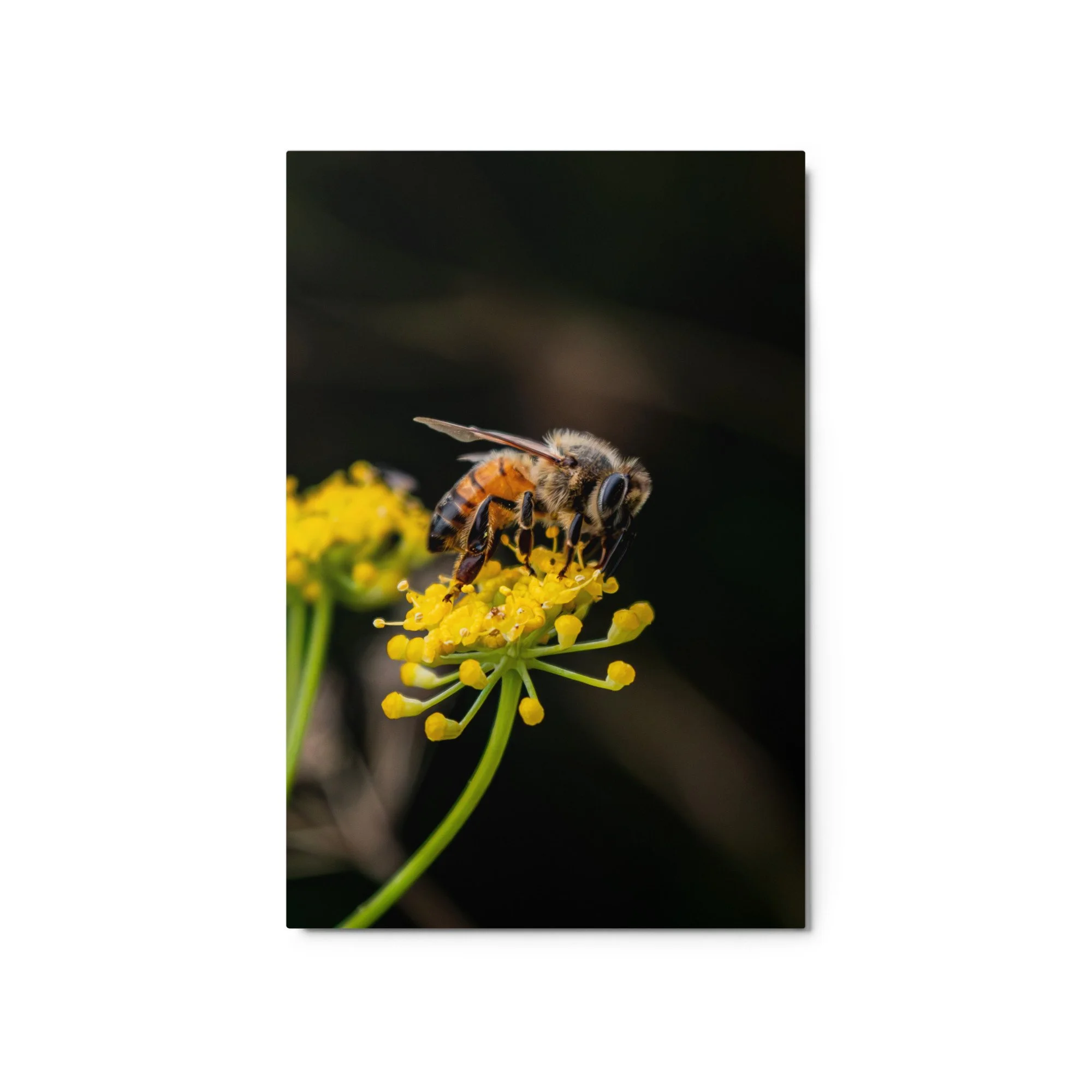 glossy-metal-print-(in)-white-20x30-front-6a76d70335b76.jpg