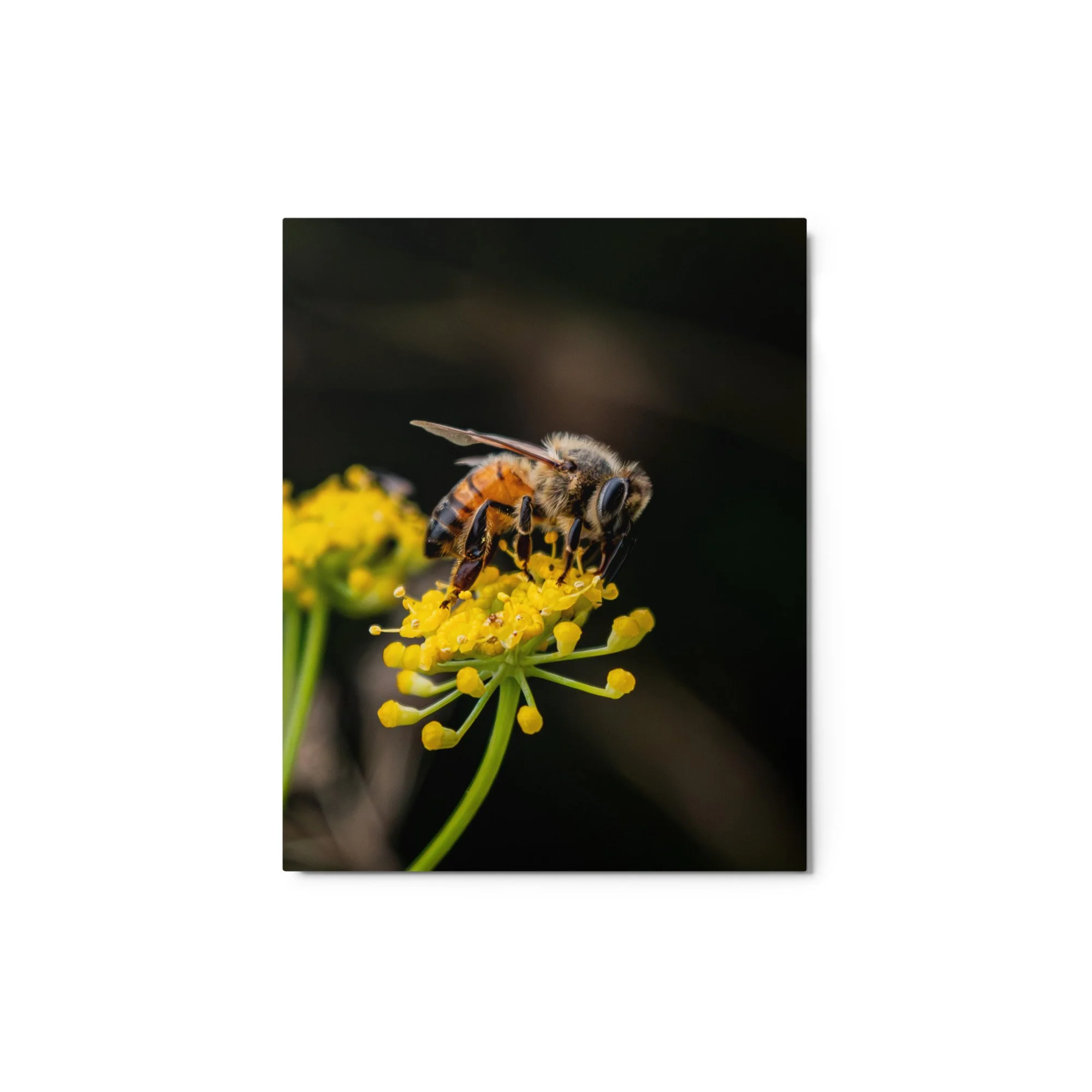 glossy-metal-print-(in)-white-8x10-front-6a76d703364b2.jpg