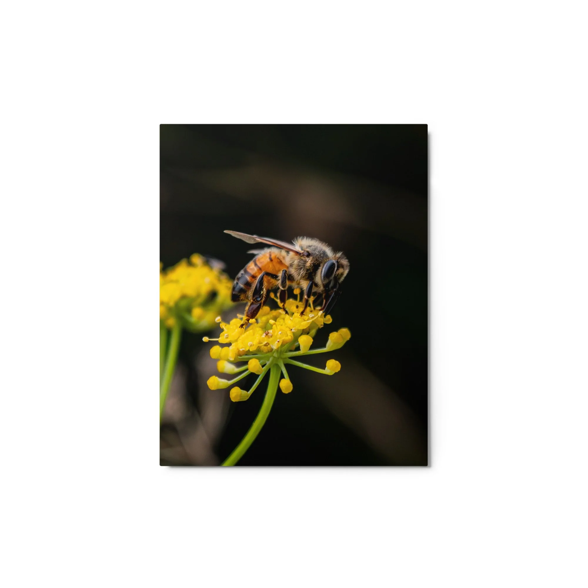 glossy-metal-print-(in)-white-11x14-front-6a76d70336509.jpg