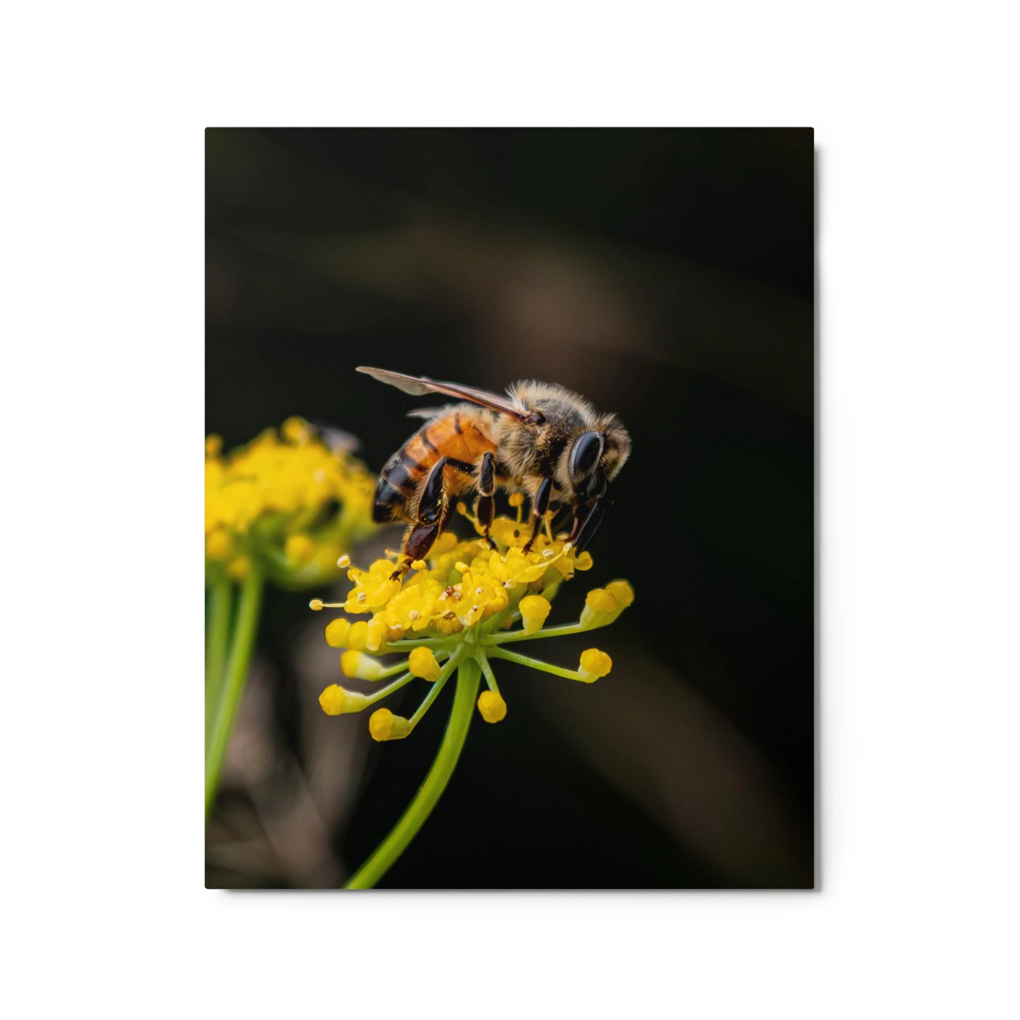 glossy-metal-print-(in)-white-16x20-front-6a76d7033653a.jpg