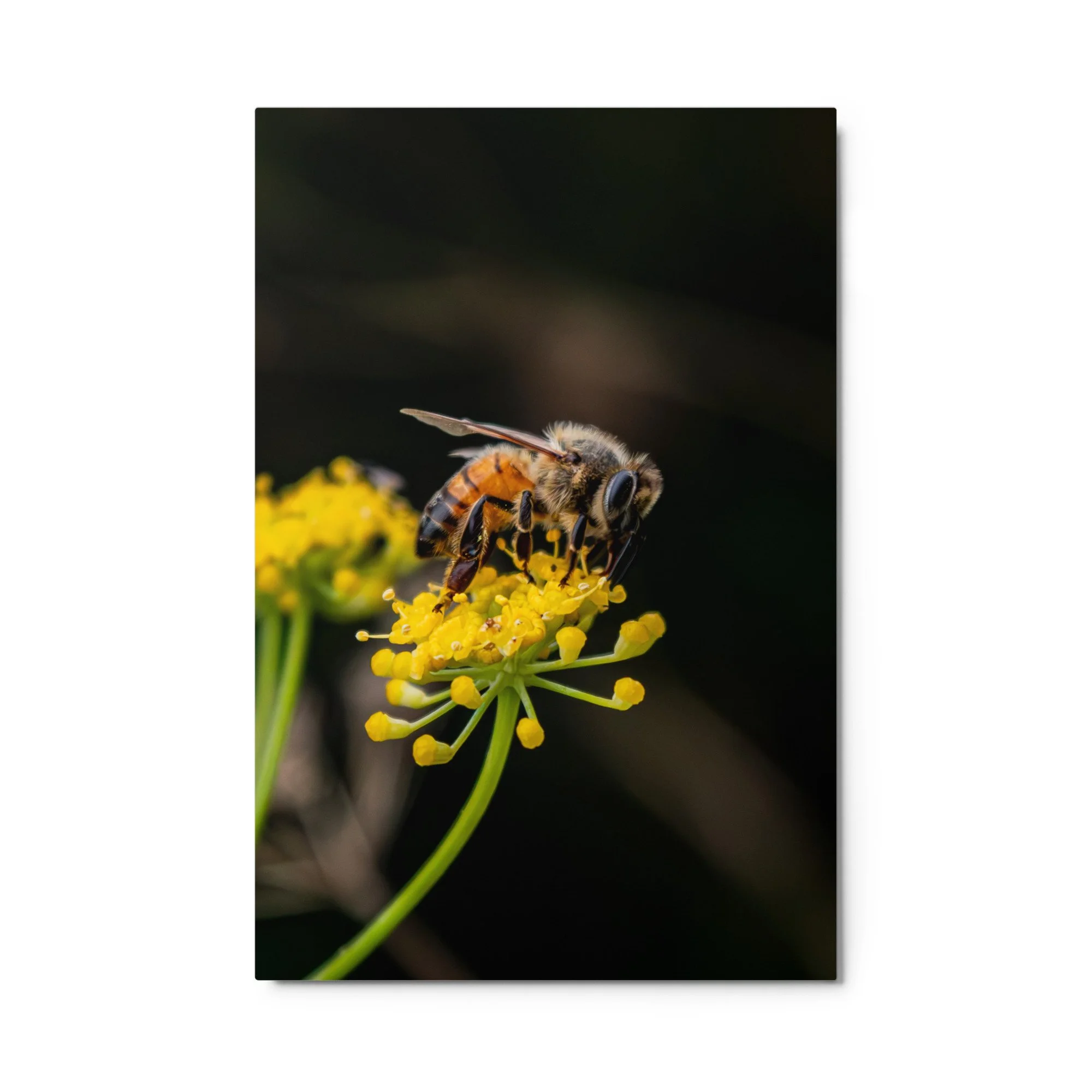 glossy-metal-print-(in)-white-24x36-front-6a76d70336578.jpg