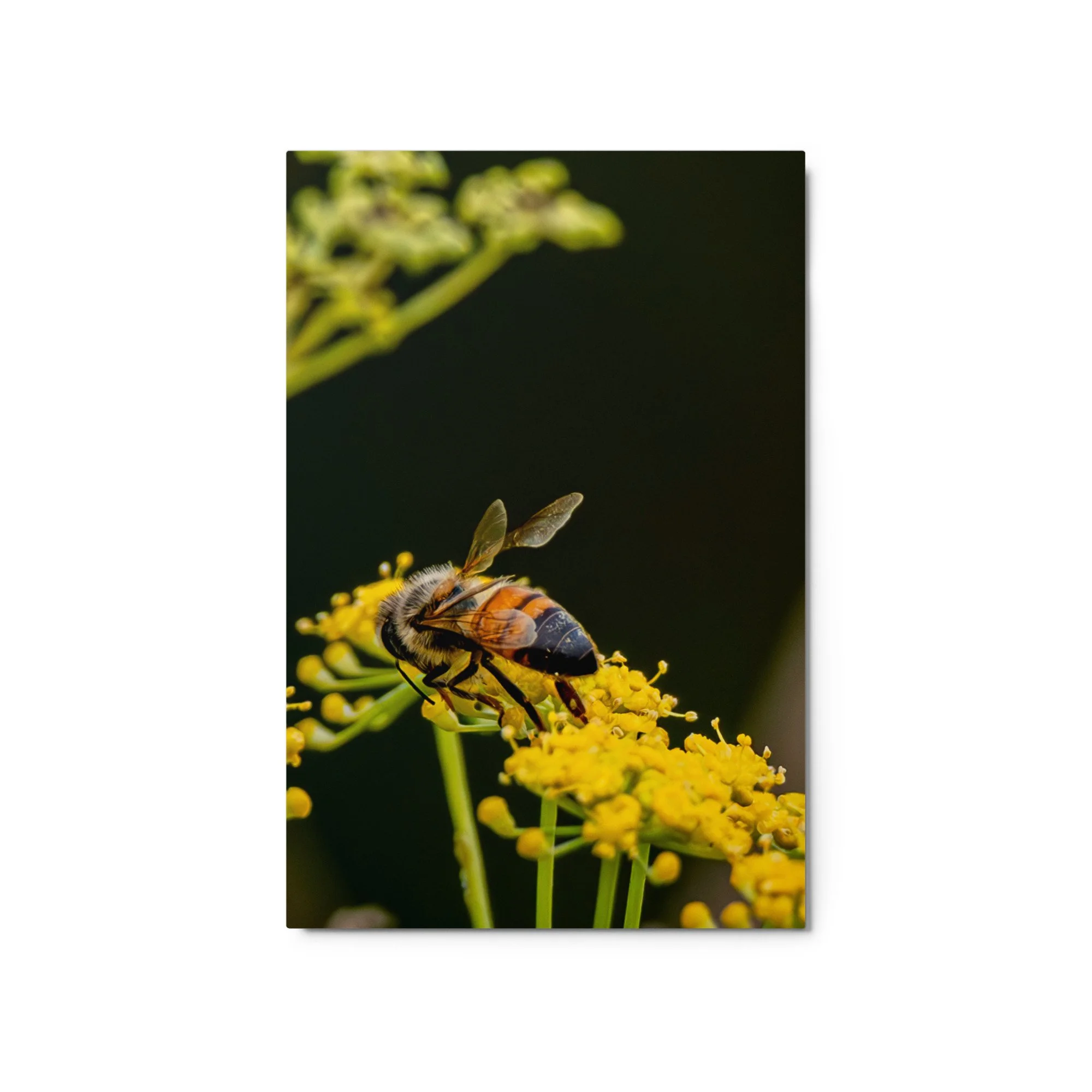 glossy-metal-print-(in)-white-20x30-front-6a76d7837df85.jpg