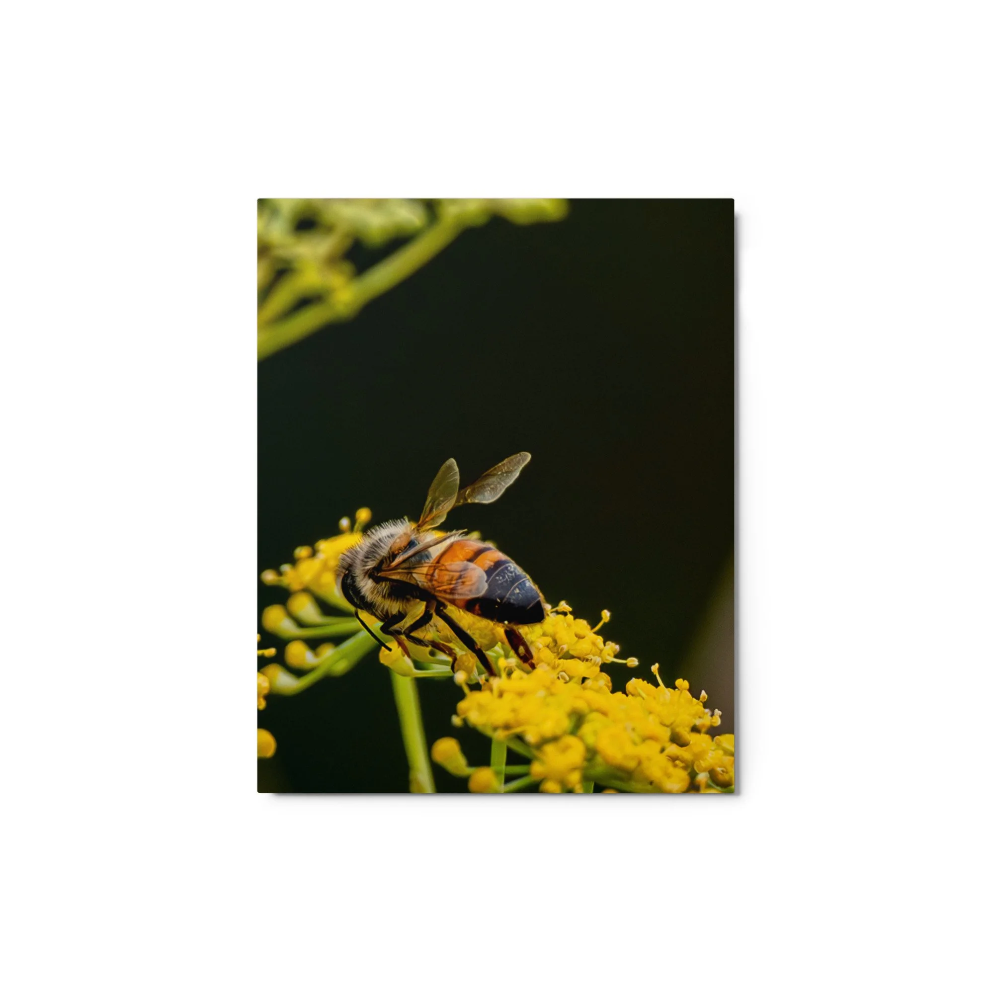 glossy-metal-print-(in)-white-8x10-front-6a76d7837e94e.jpg