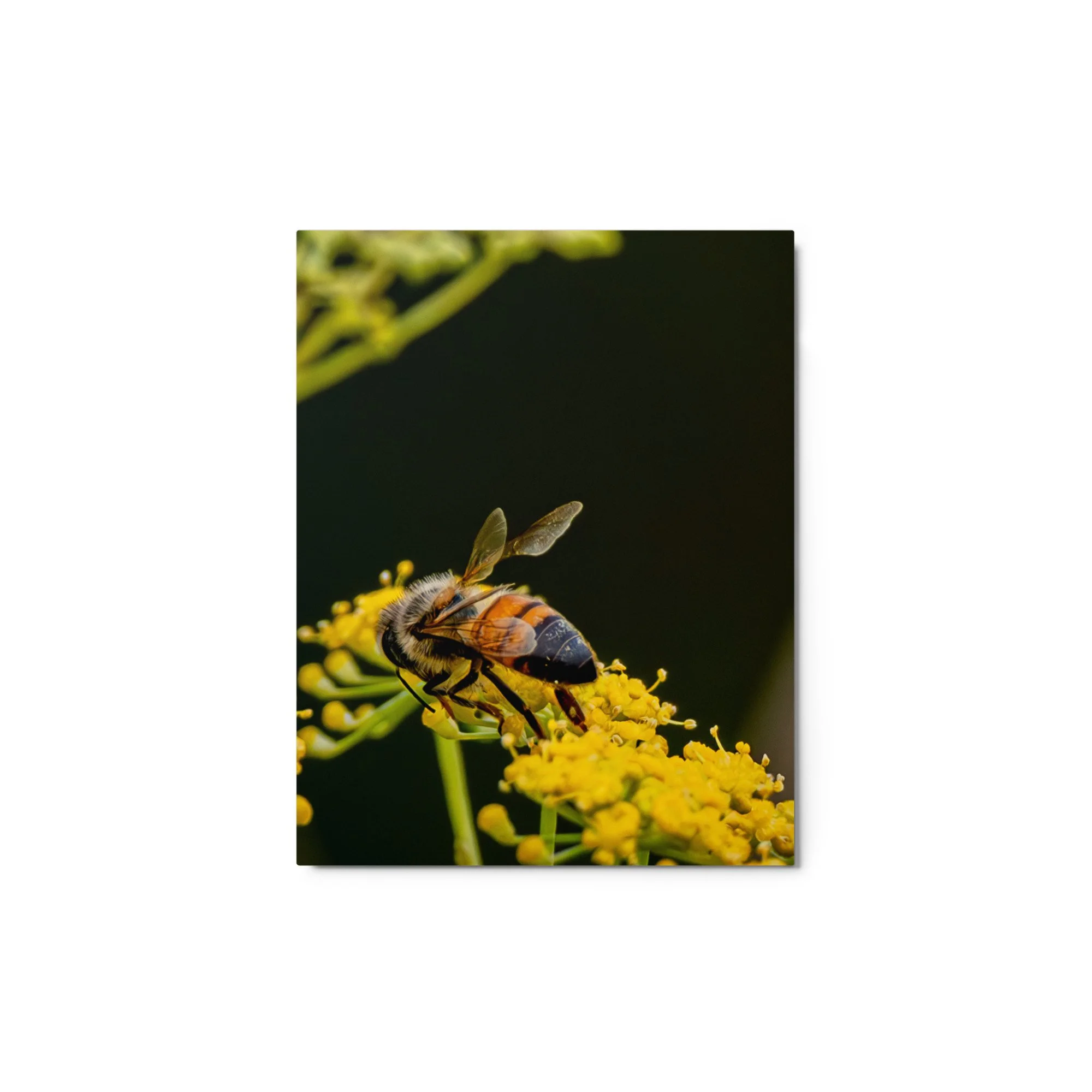 glossy-metal-print-(in)-white-11x14-front-6a76d7837e99e.jpg
