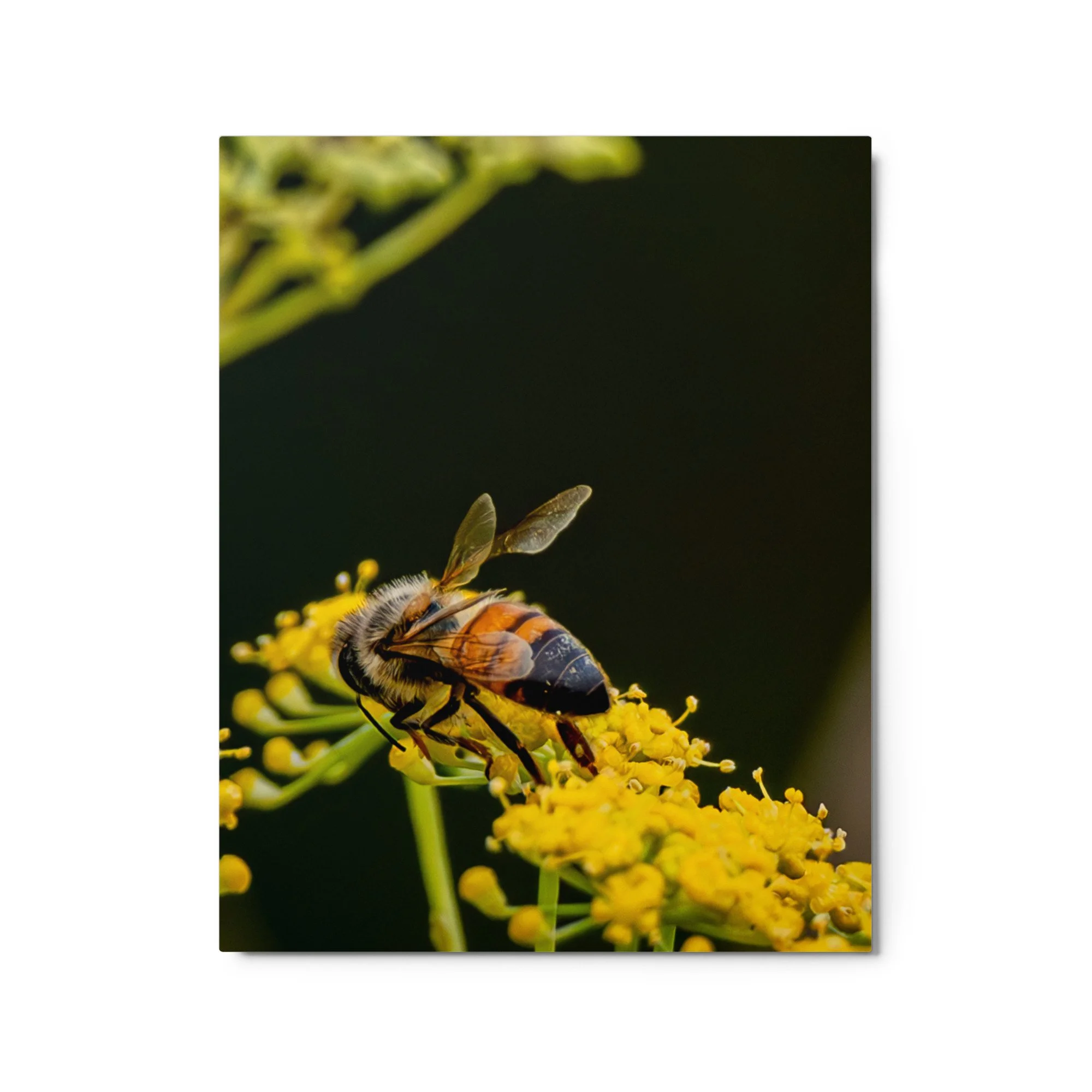 glossy-metal-print-(in)-white-16x20-front-6a76d7837e9d1.jpg