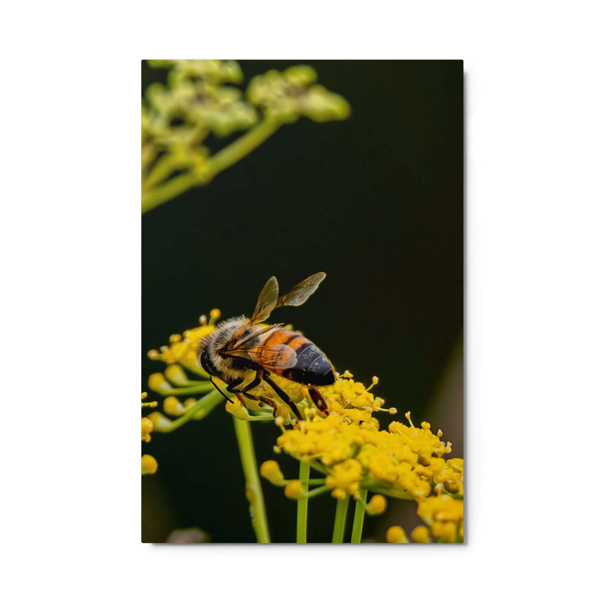 glossy-metal-print-(in)-white-24x36-front-6a76d7837ea0a.jpg
