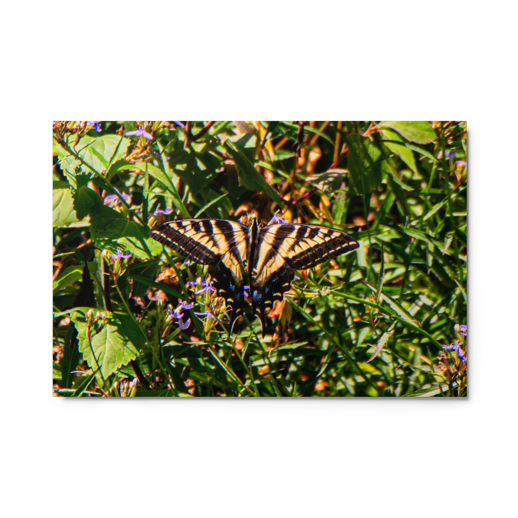 glossy-metal-print-(in)-white-24x36-front-6a88ae2ca495b.jpg