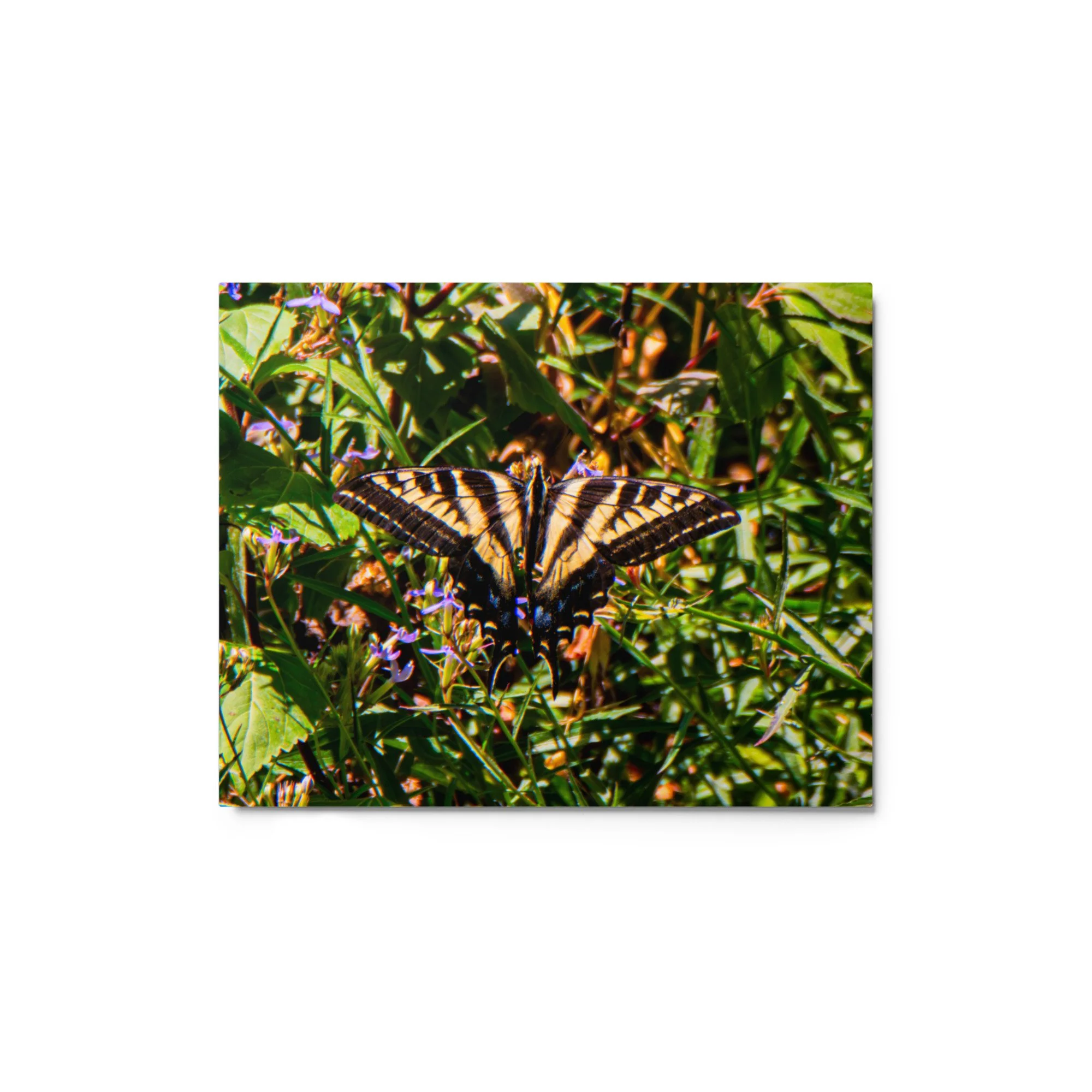 glossy-metal-print-(in)-white-8x10-front-6a88ae2ca51f6.jpg