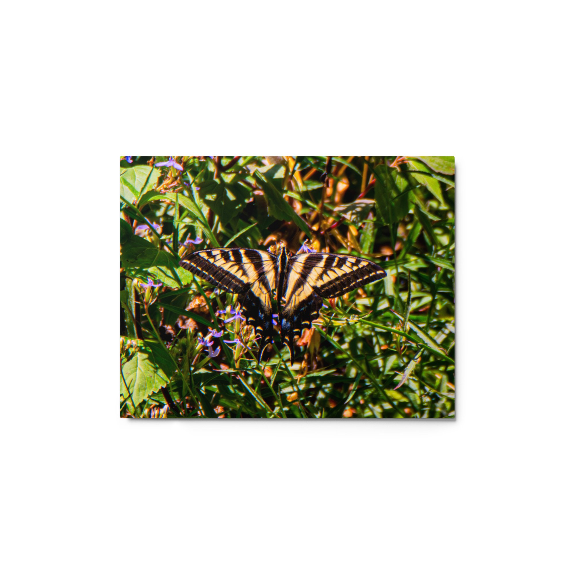 glossy-metal-print-(in)-white-11x14-front-6a88ae2ca5260.jpg