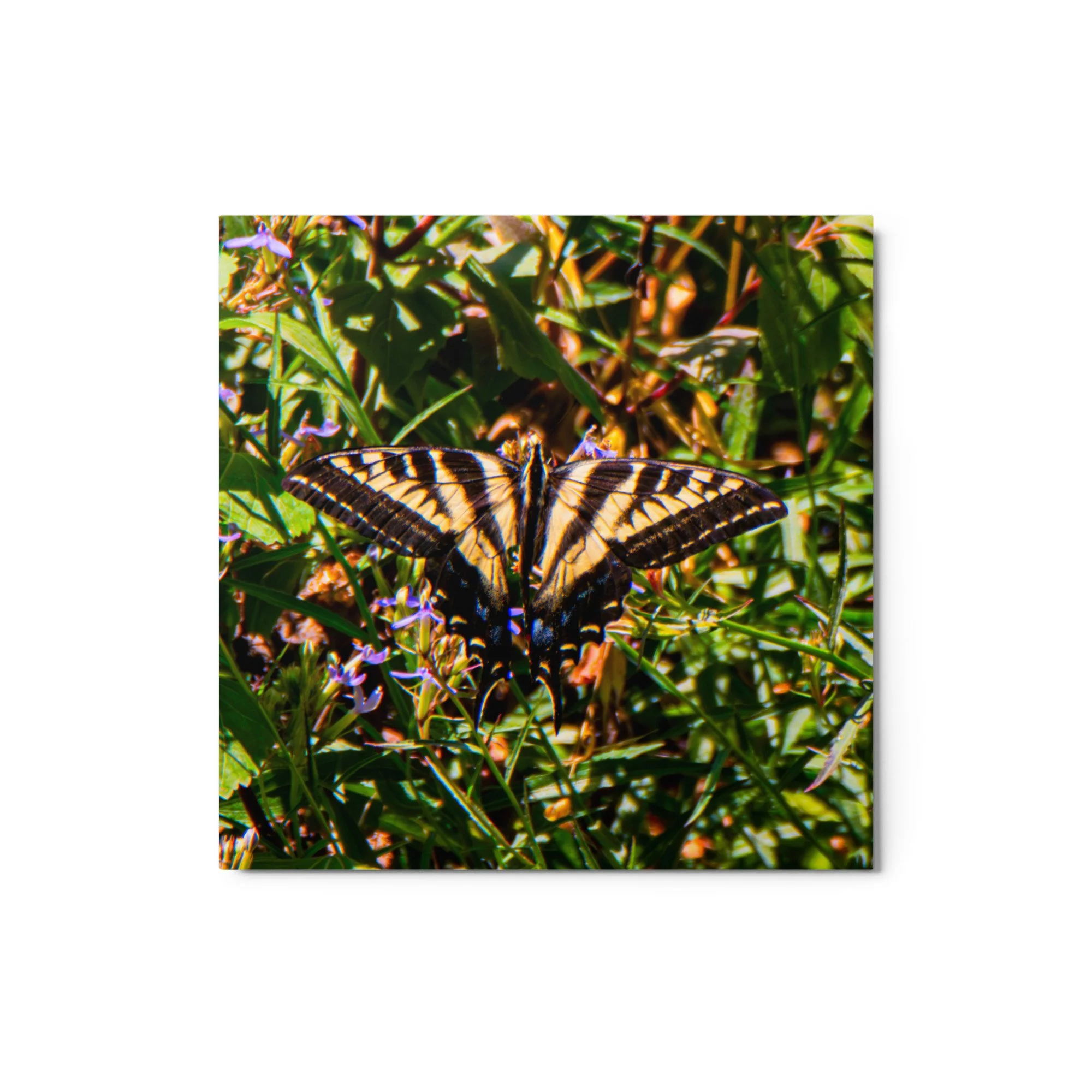 glossy-metal-print-(in)-white-12x12-front-6a88ae2ca52a8.jpg