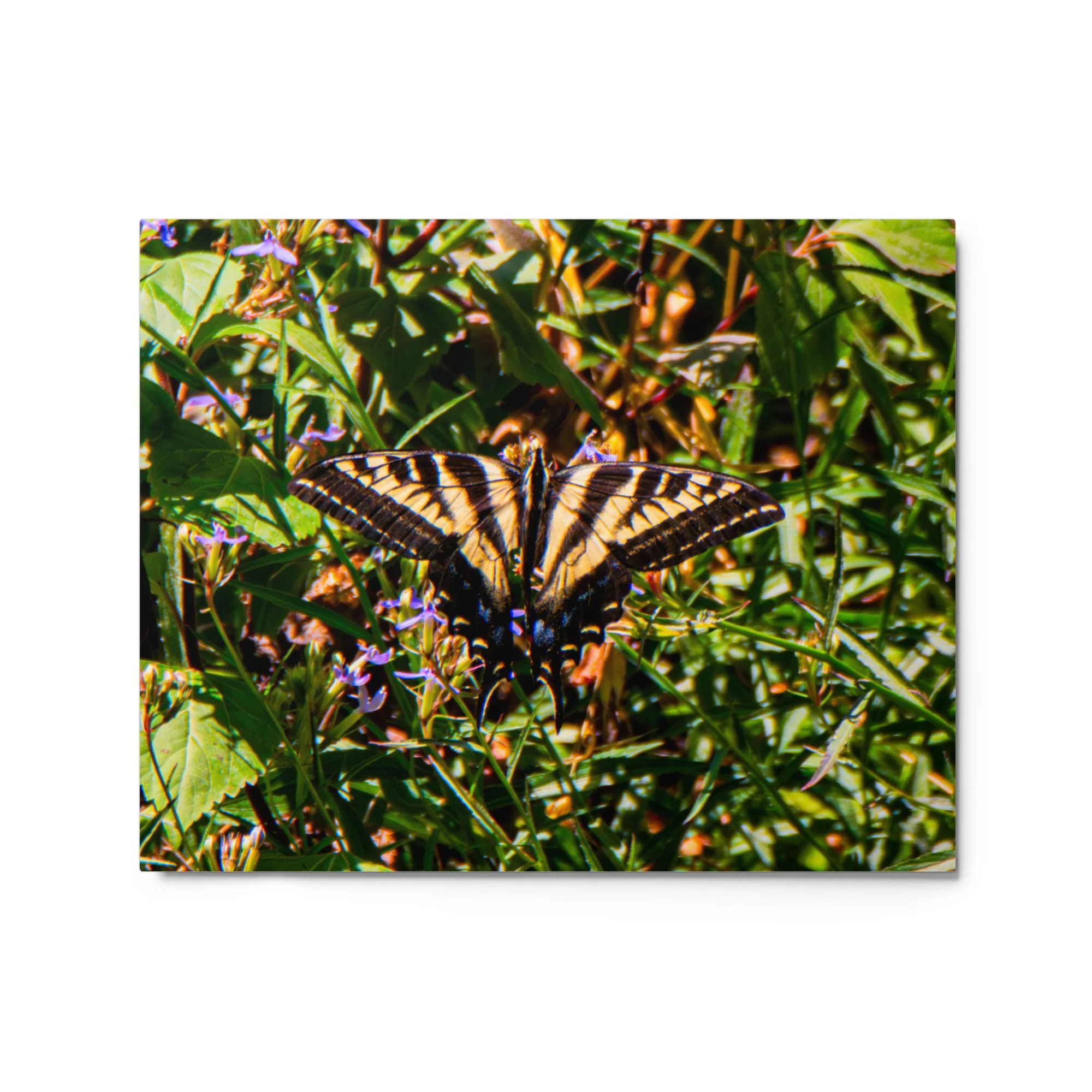 glossy-metal-print-(in)-white-16x20-front-6a88ae2ca52df.jpg