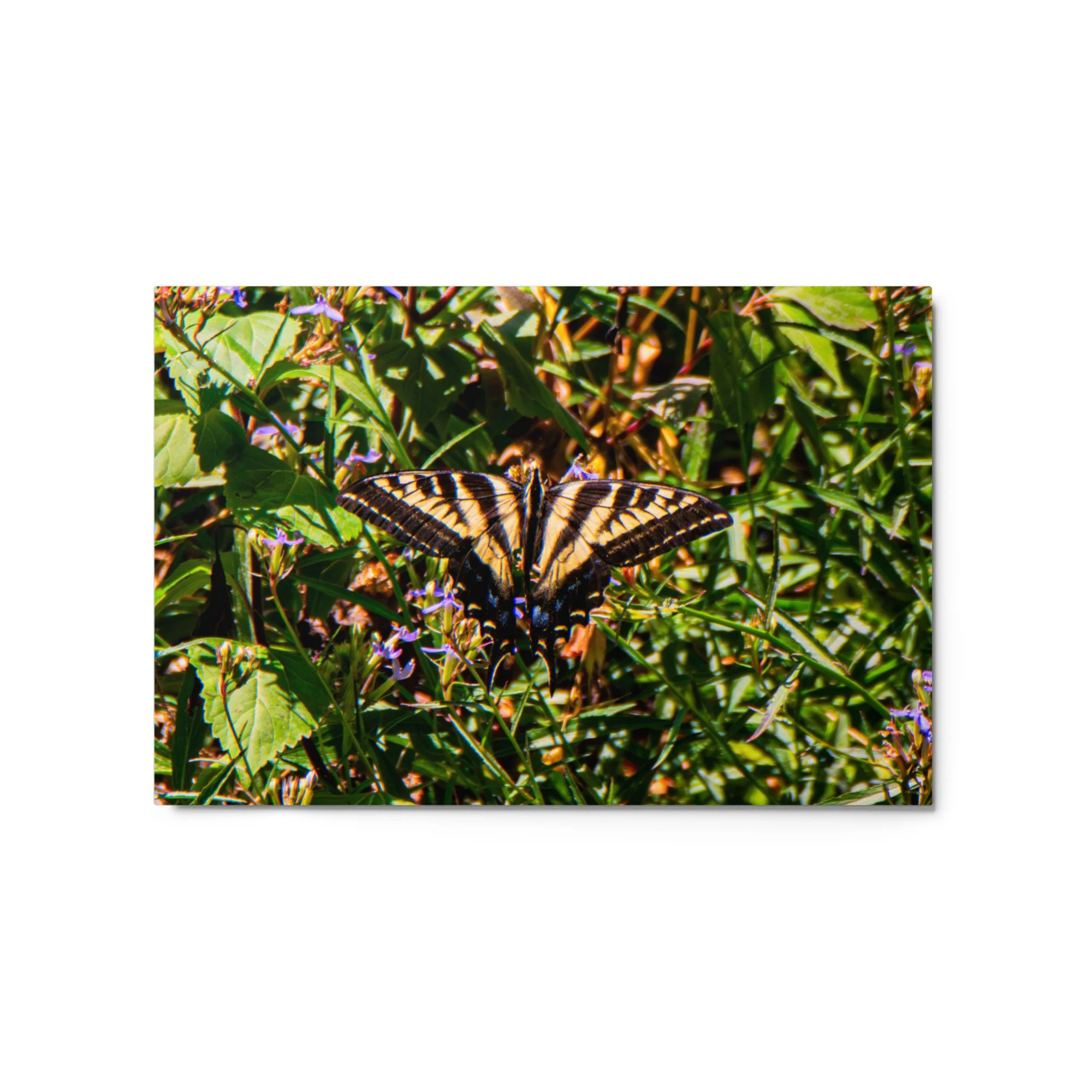 glossy-metal-print-(in)-white-20x30-front-6a88ae2ca5321.jpg
