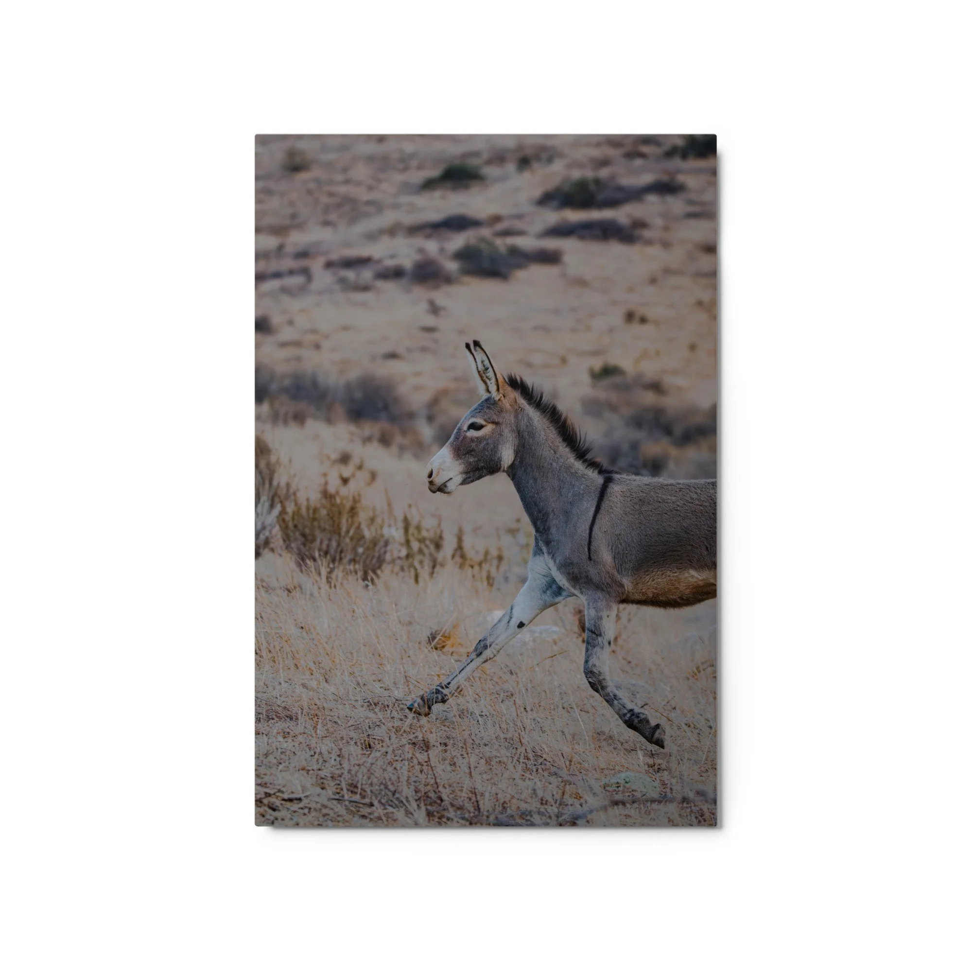 glossy-metal-print-(in)-white-20x30-front-6aa0db0a7b17b.jpg