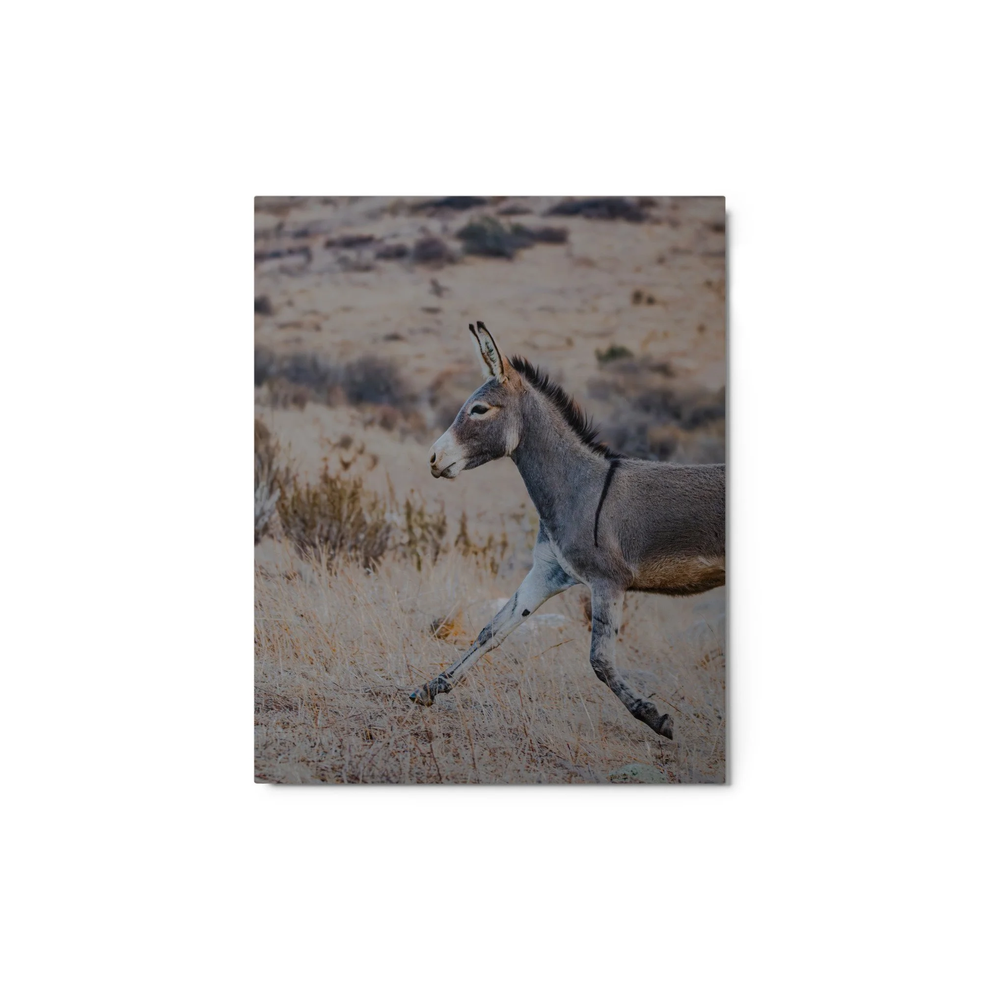 glossy-metal-print-(in)-white-8x10-front-6aa0db0a7bb63.jpg