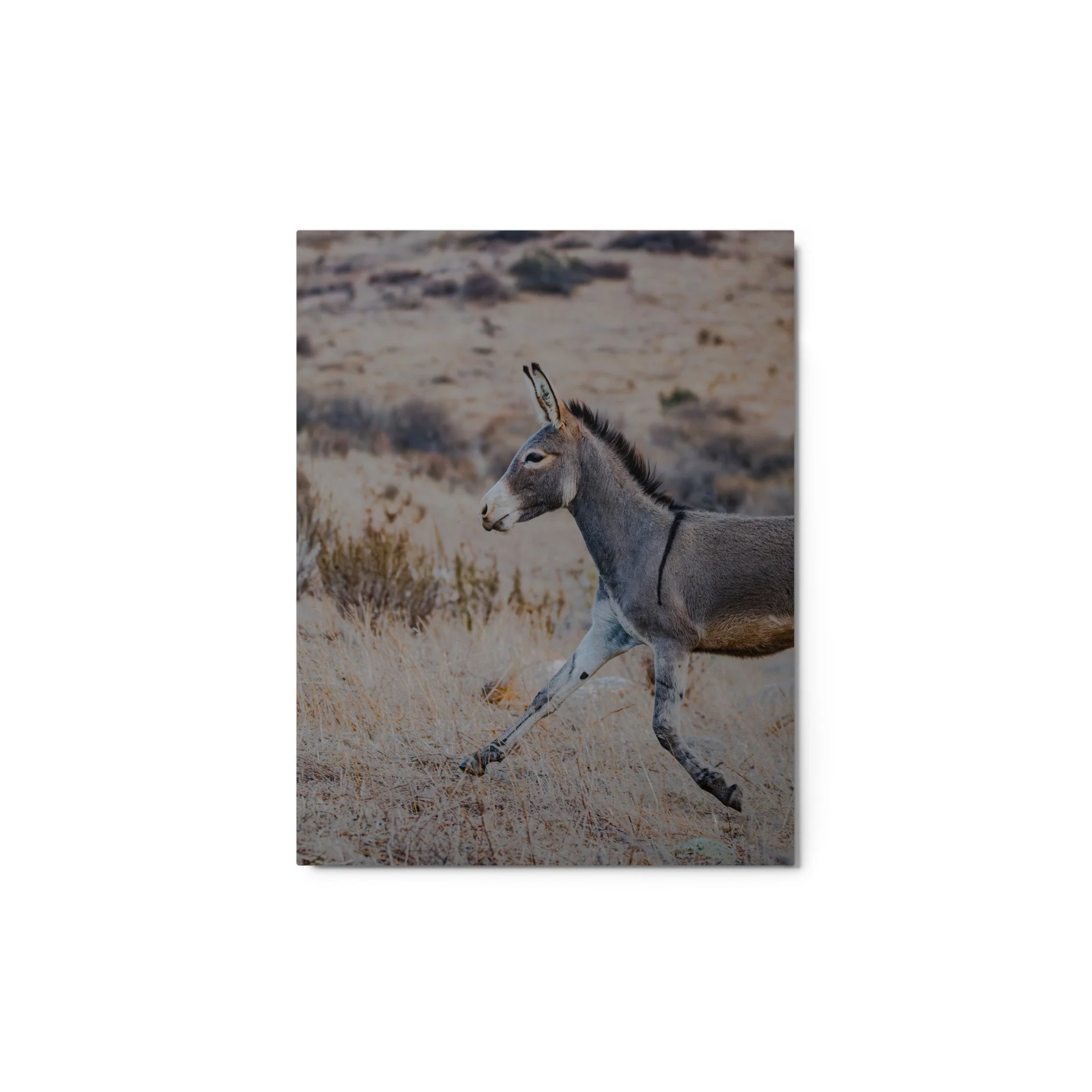 glossy-metal-print-(in)-white-11x14-front-6aa0db0a7bbb2.jpg