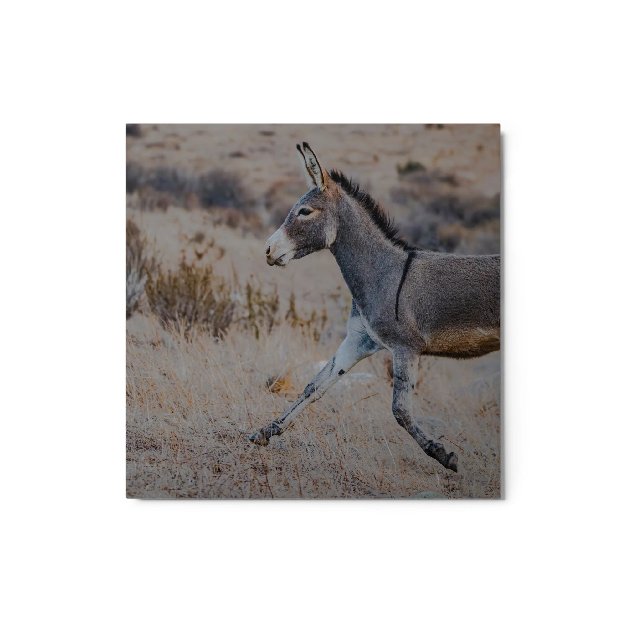 glossy-metal-print-(in)-white-12x12-front-6aa0db0a7bbe5.jpg