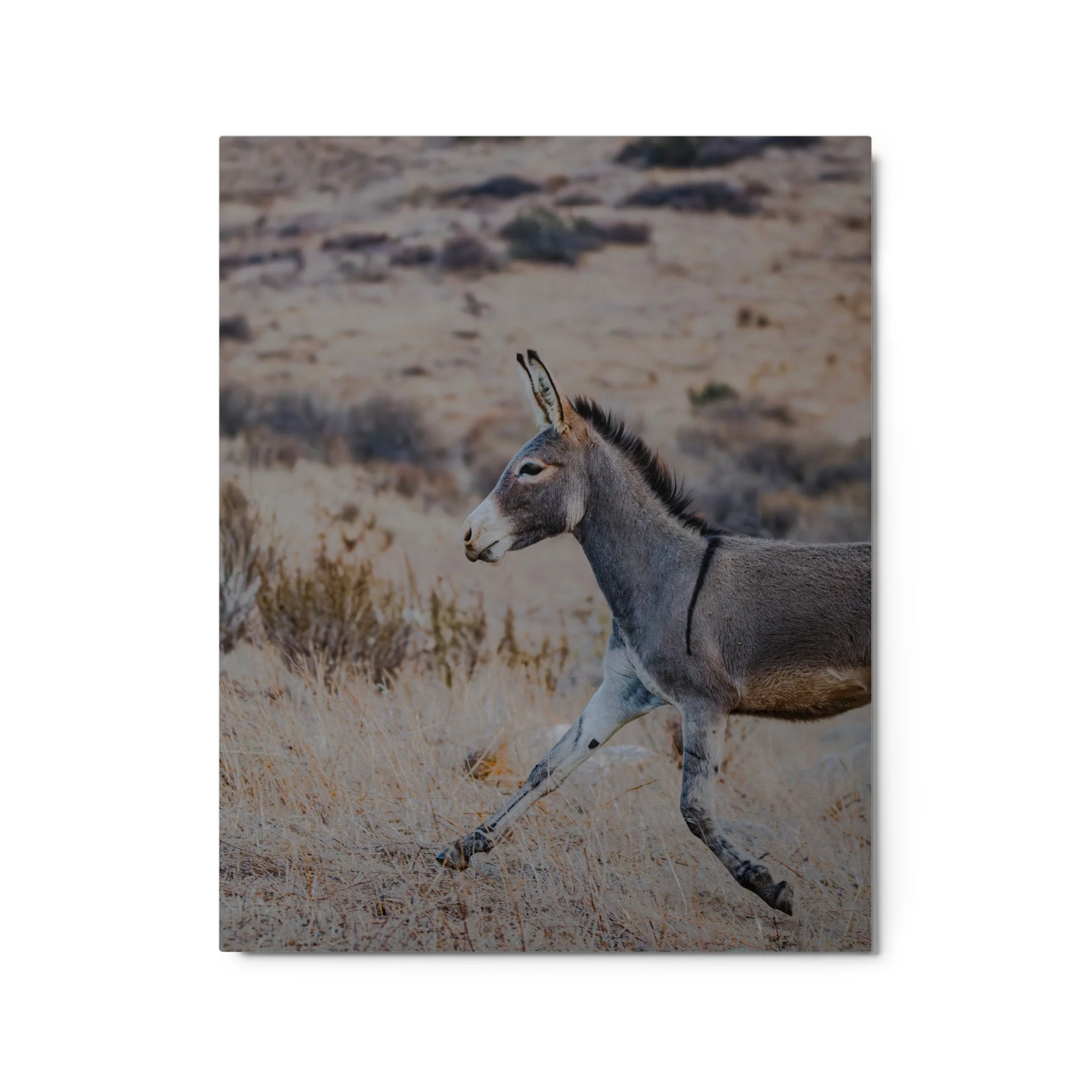 glossy-metal-print-(in)-white-16x20-front-6aa0db0a7bc13.jpg