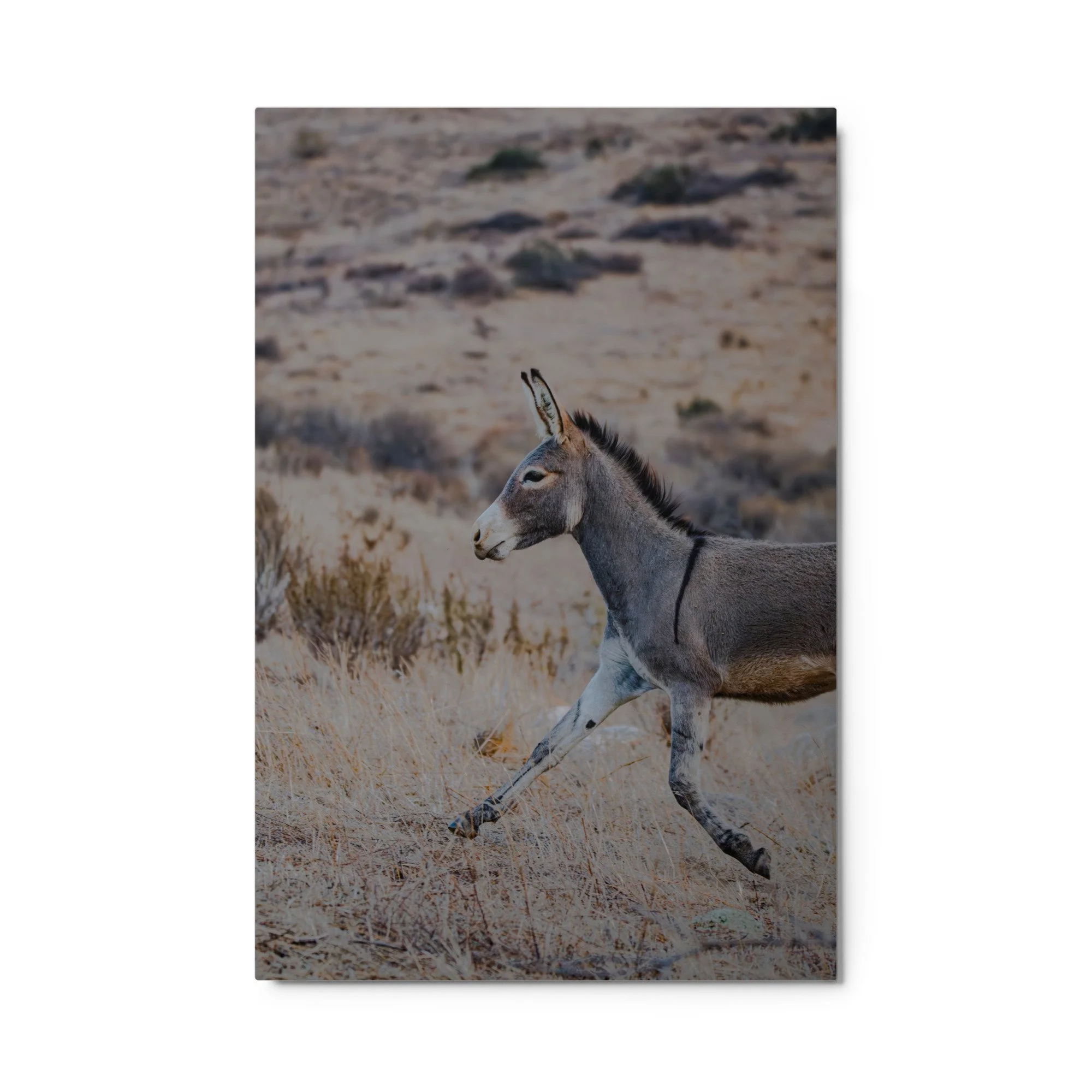 glossy-metal-print-(in)-white-24x36-front-6aa0db0a7bc5a.jpg